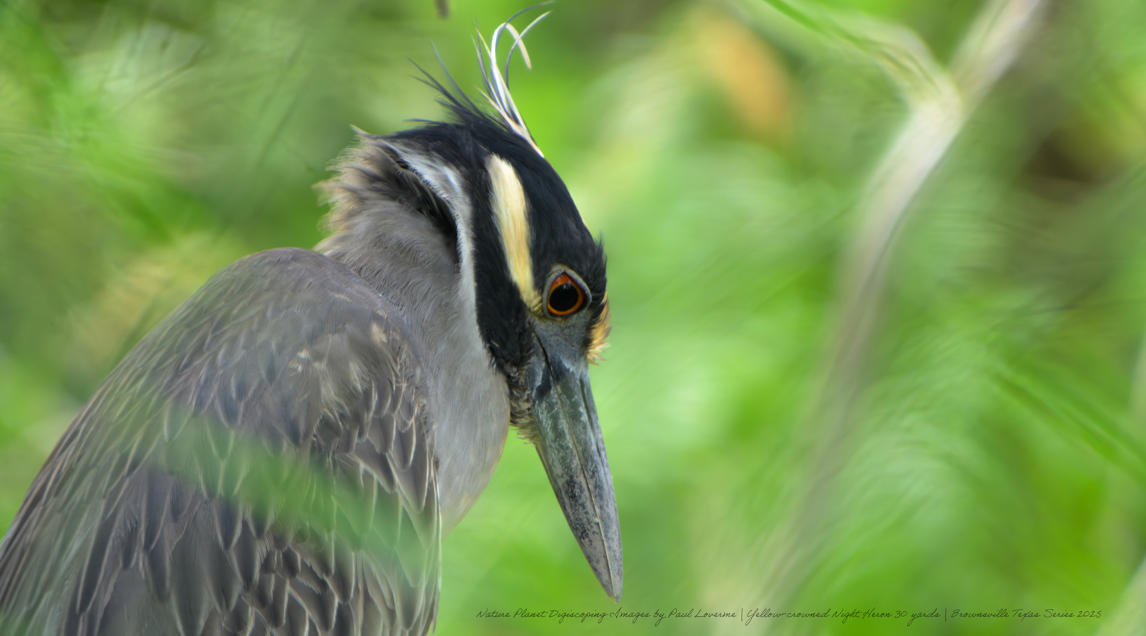Yellow-crowned Night Heron NPTV Images