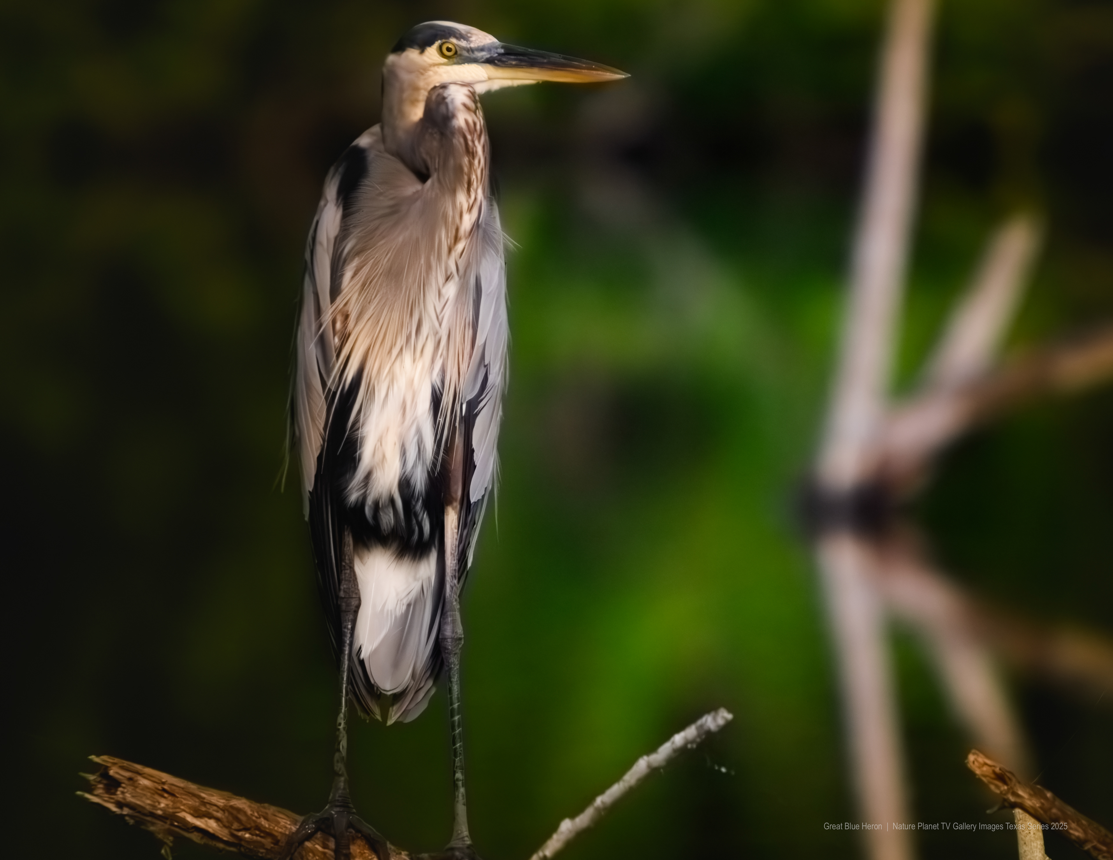 Great Blue Heron NPTV Images