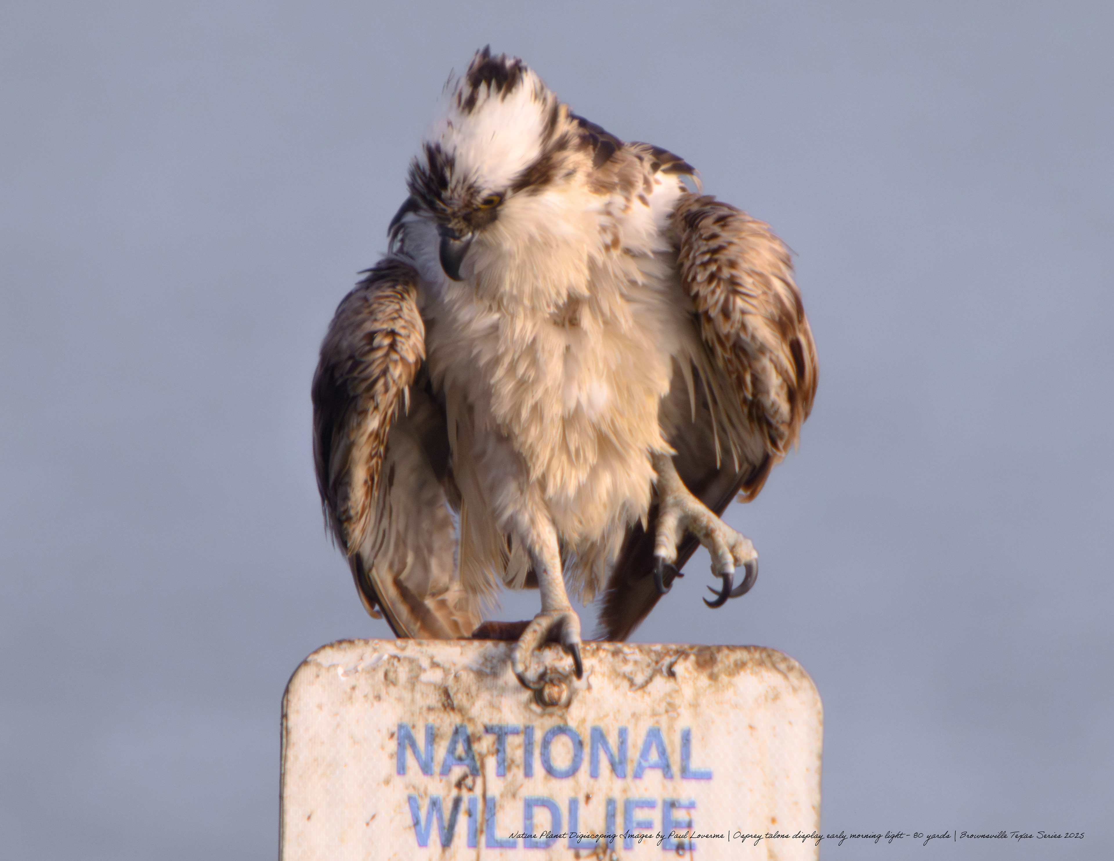 Osprey talons NPTV Images