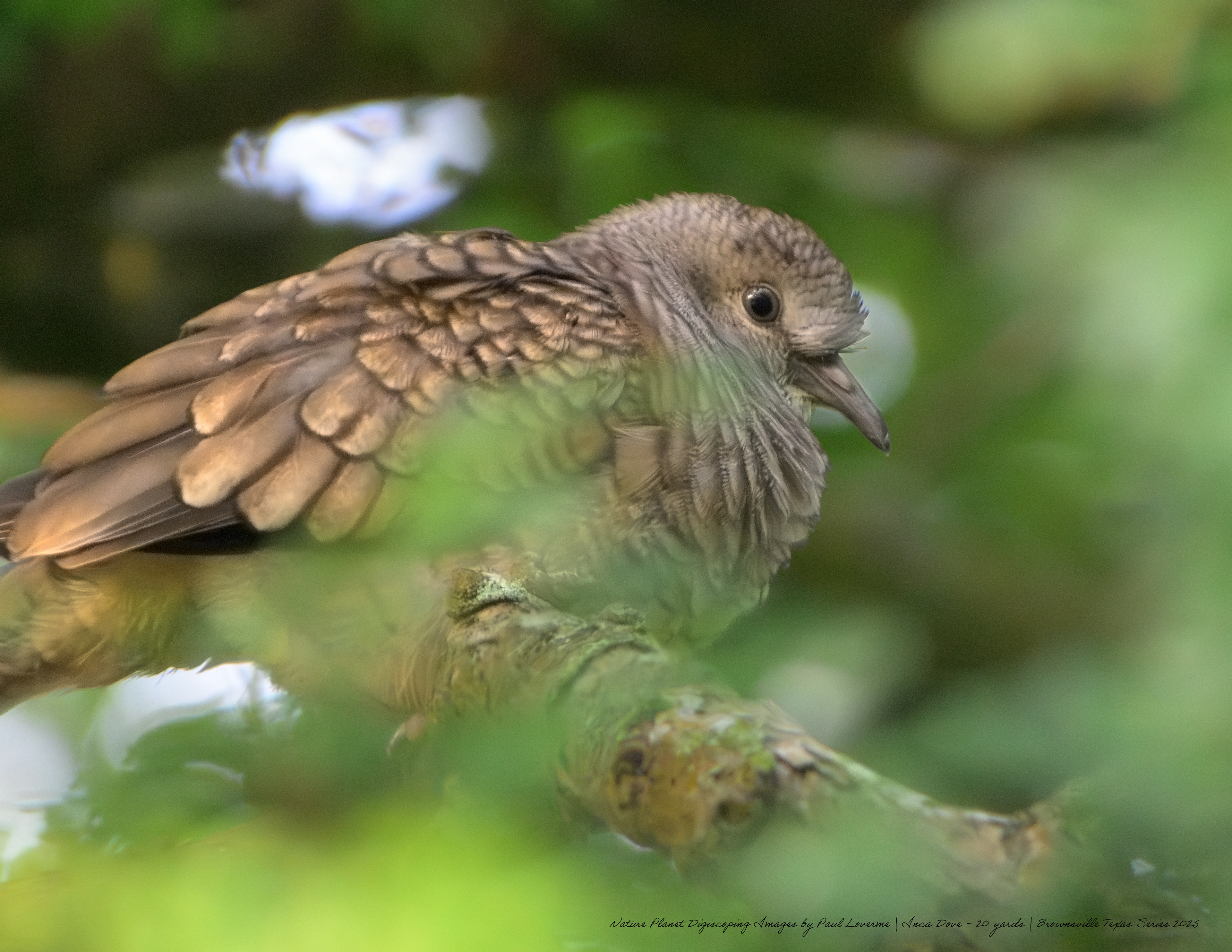 Inca Dove NPTV Images