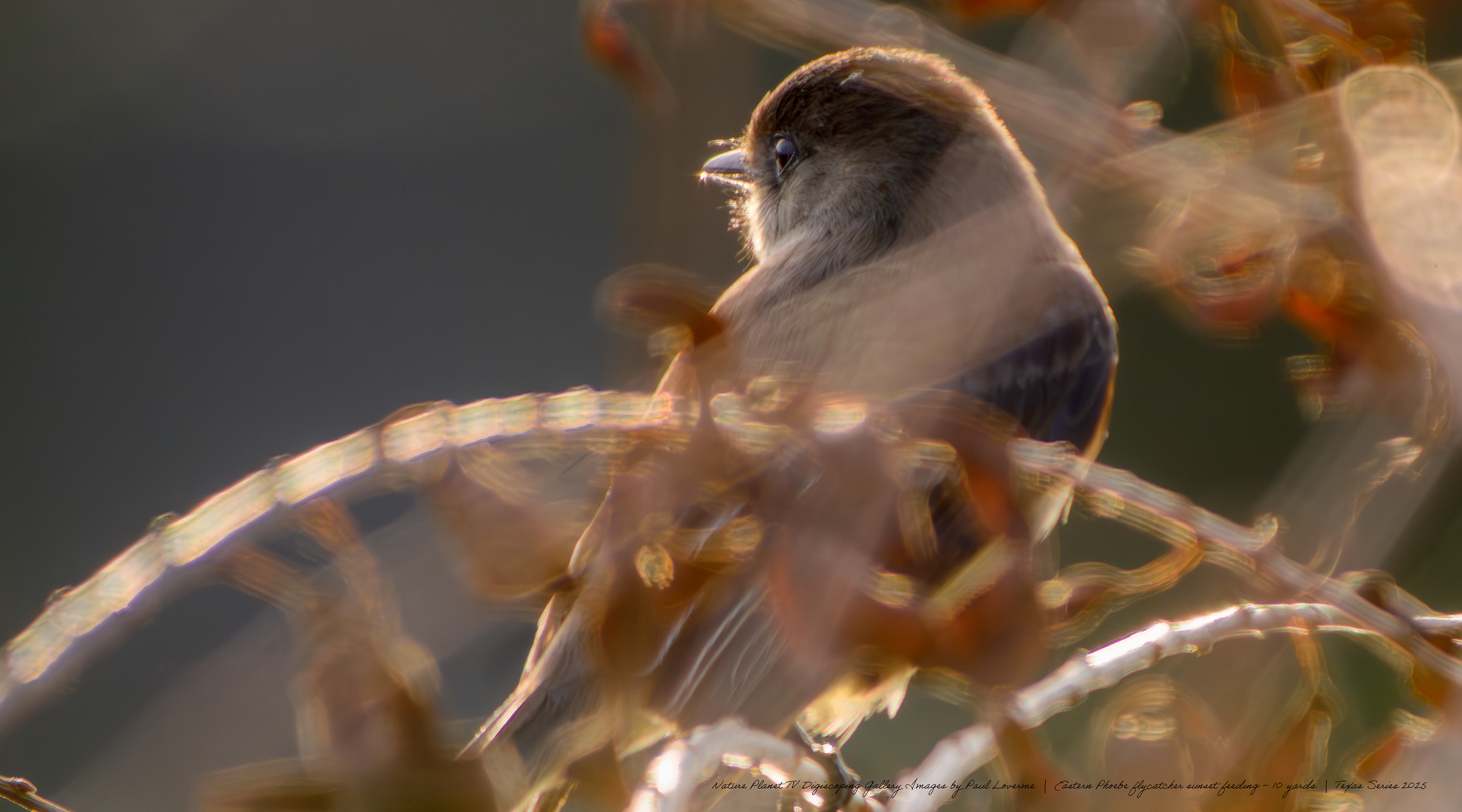 Nature Planet - Eastern Phoebe