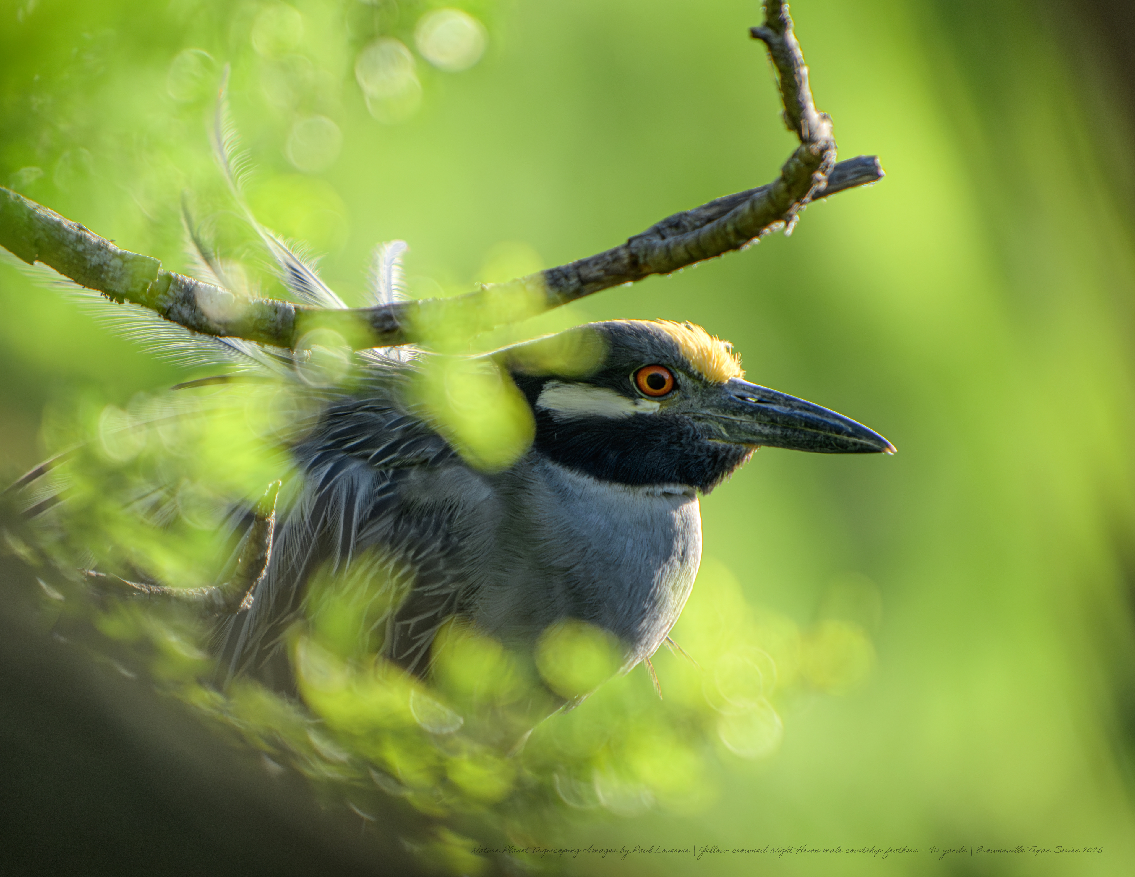 Yellow-crowned Night Heron breeding feathers NPTV Images