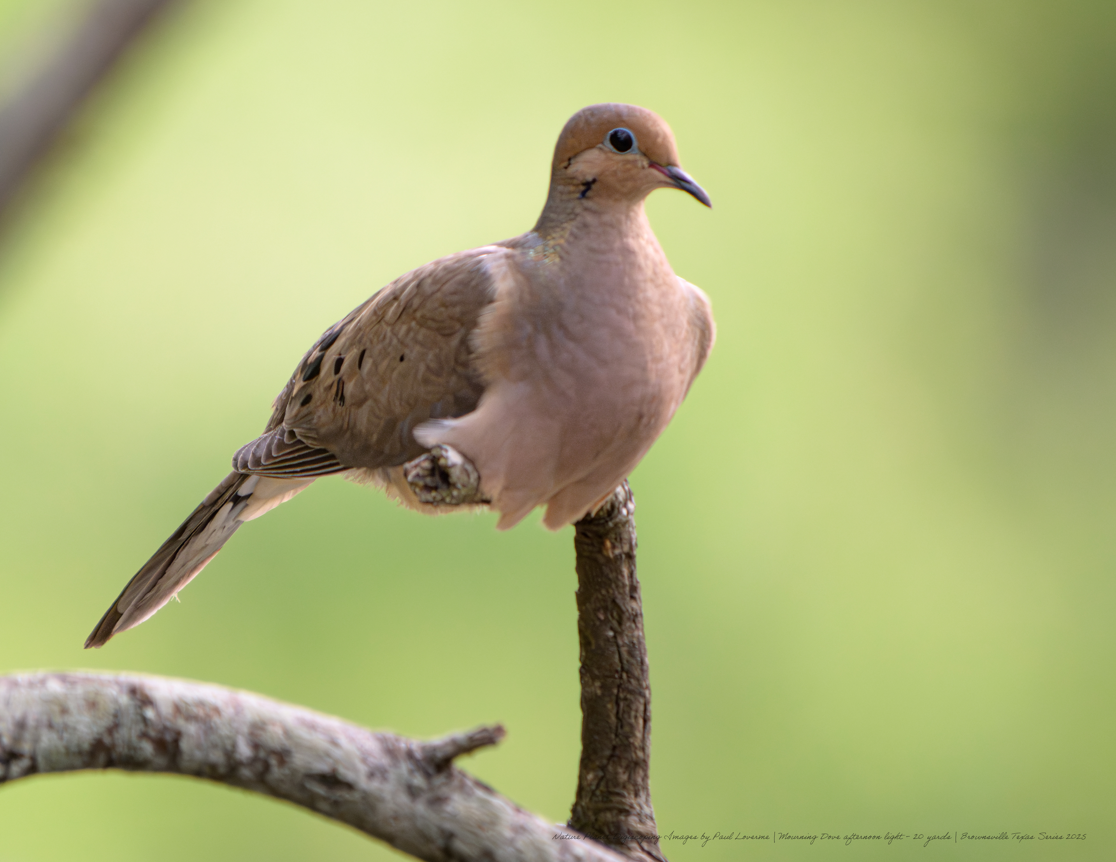 Mourning Dove NPTV Images