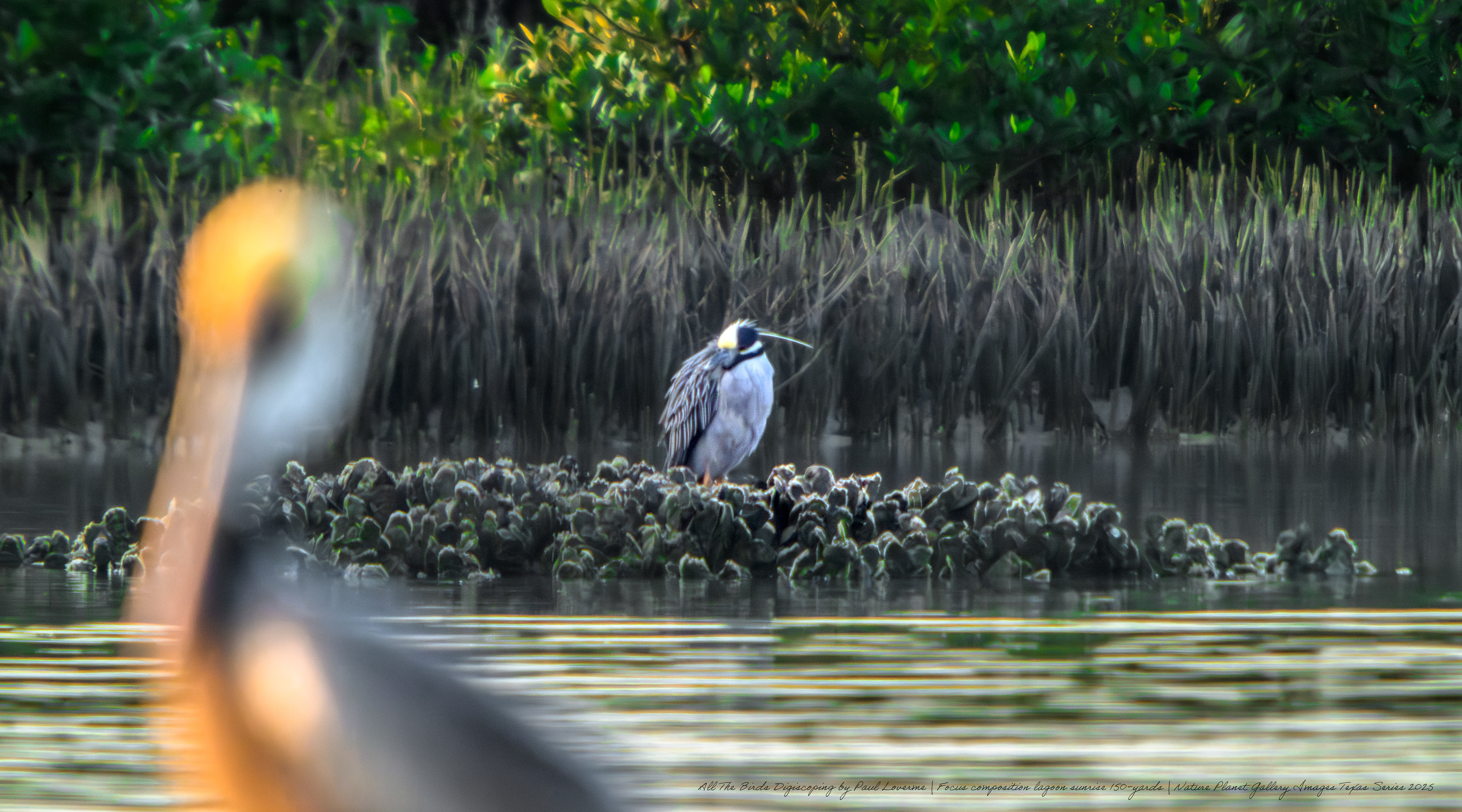 Nature Planet digiscoping photo Brown Pelican focus composition sunrise 150 yards