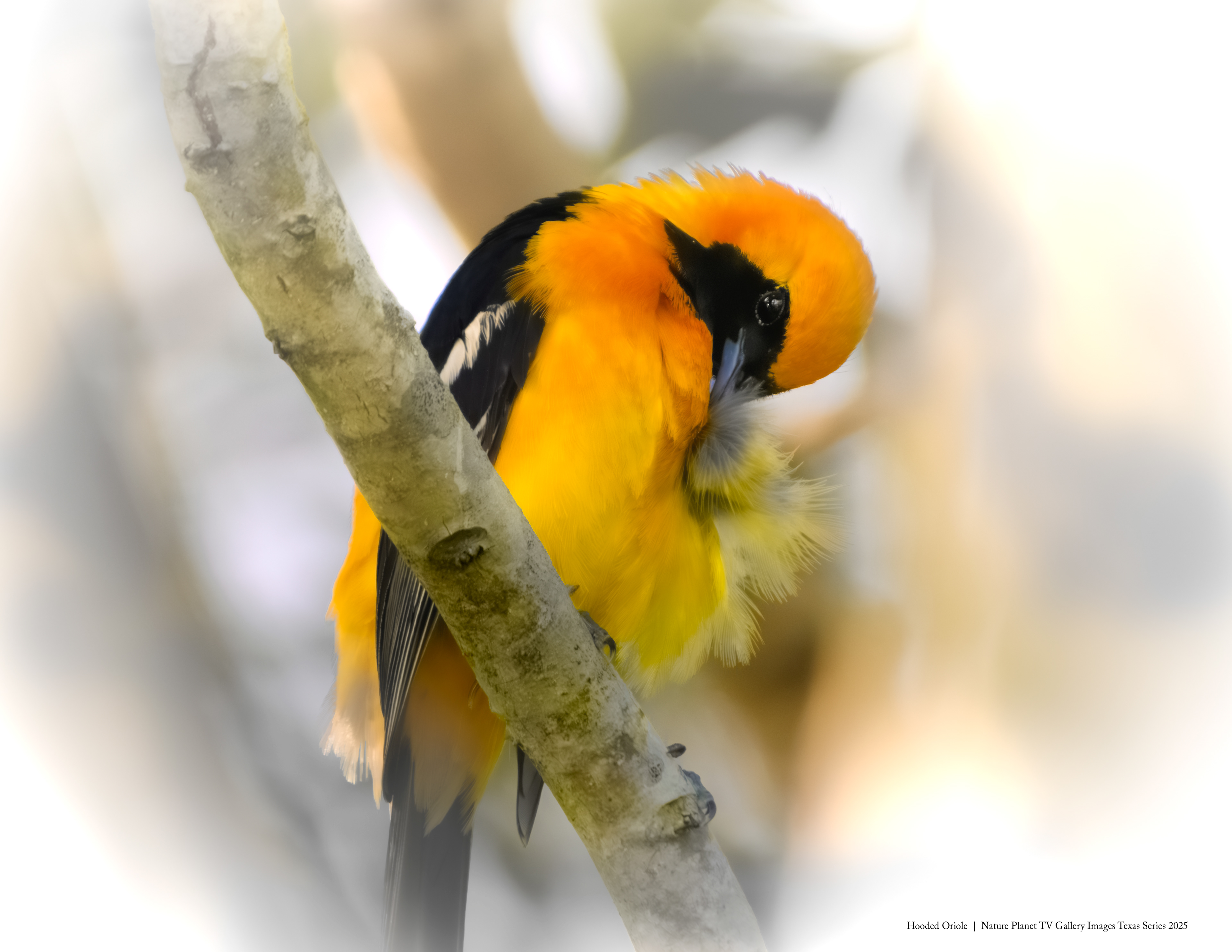 Hooded Oriole NPTV Images