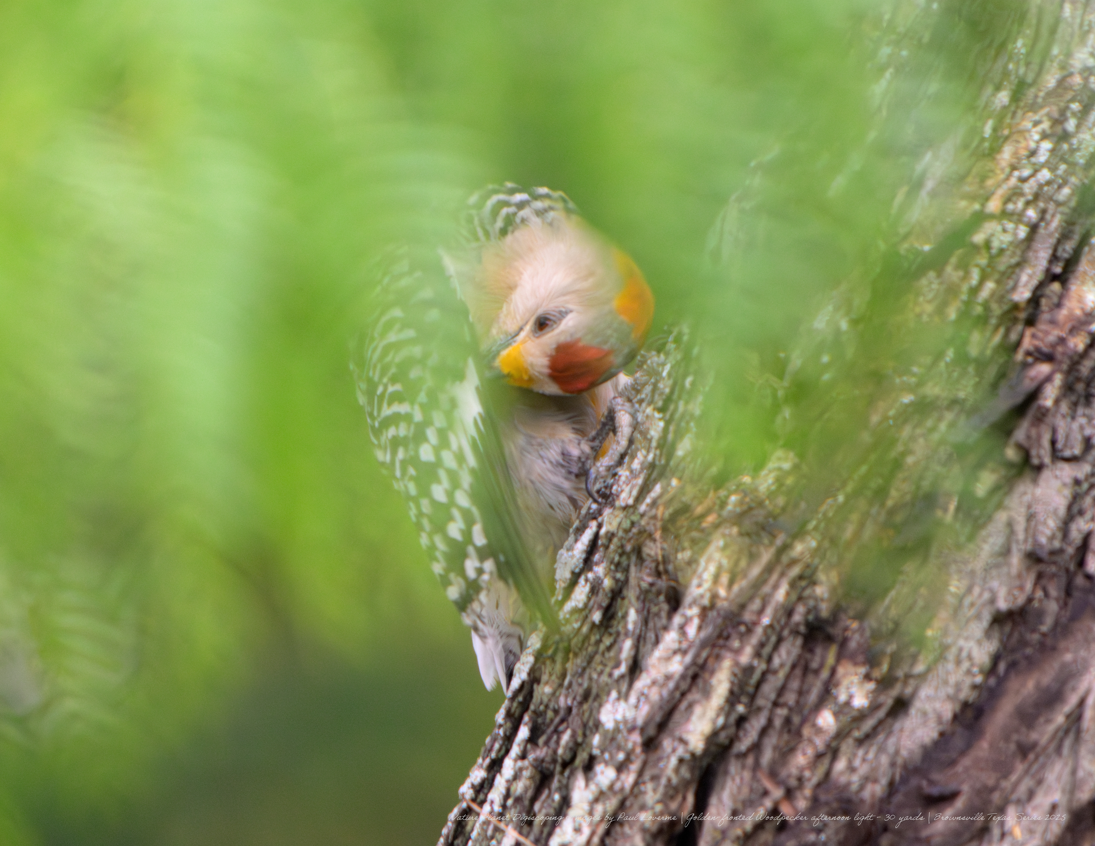 Golden-fronted Woodpecker NPTV Images