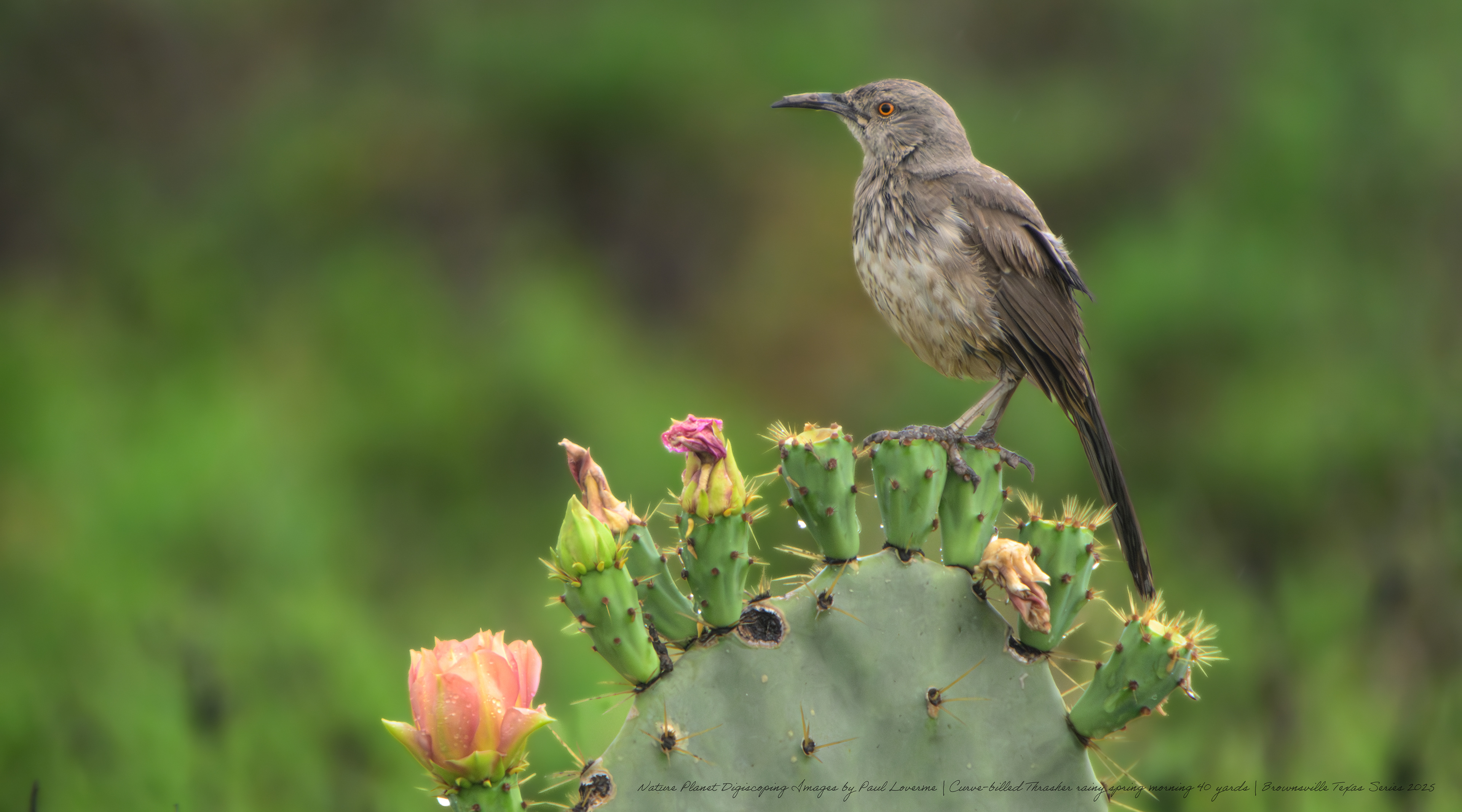 Curve-billed Thrasher on cactus blooms NPTV images
