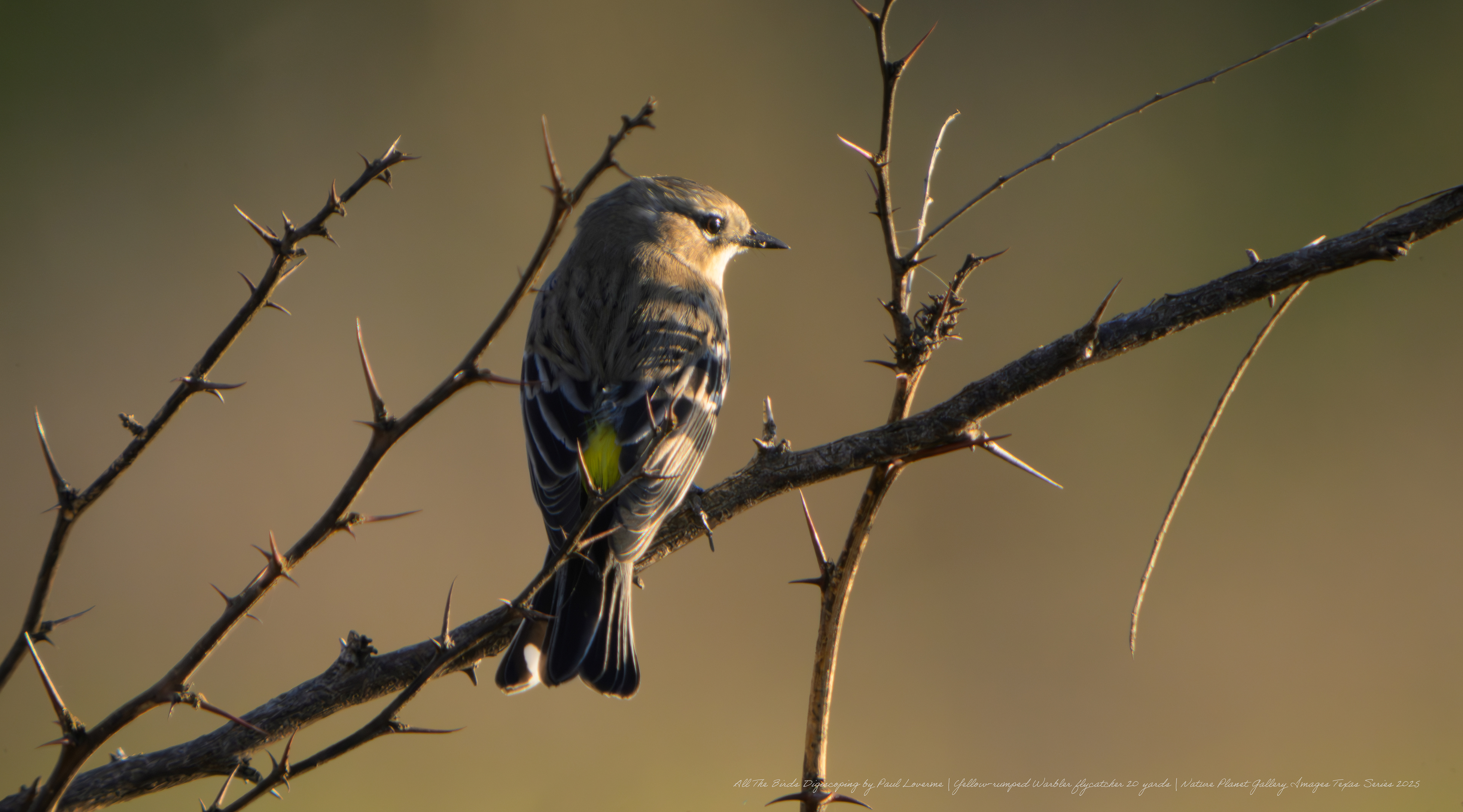 NPTV digiscoping image Yellow-rumped Warbler 20 yards