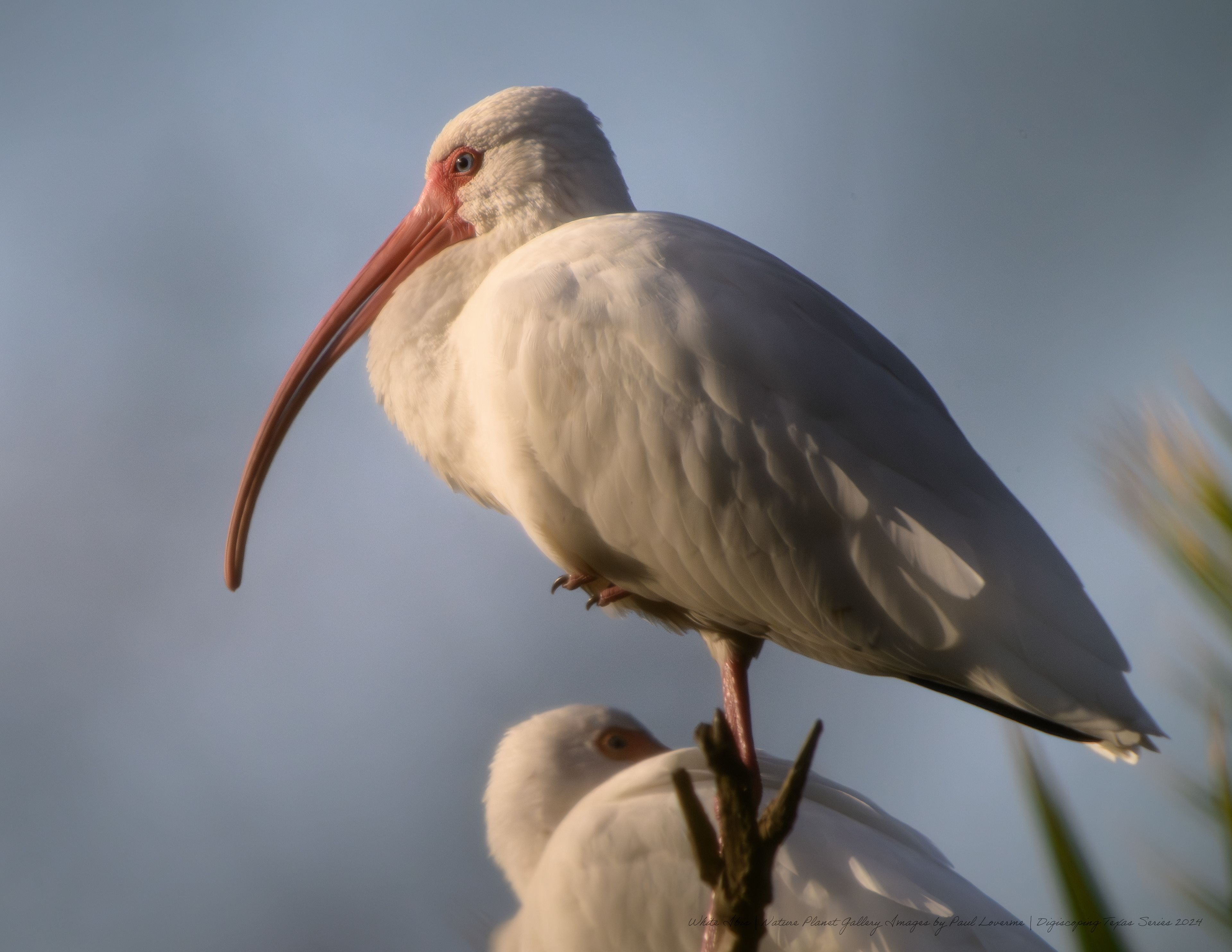 Nature Planet - White Ibis