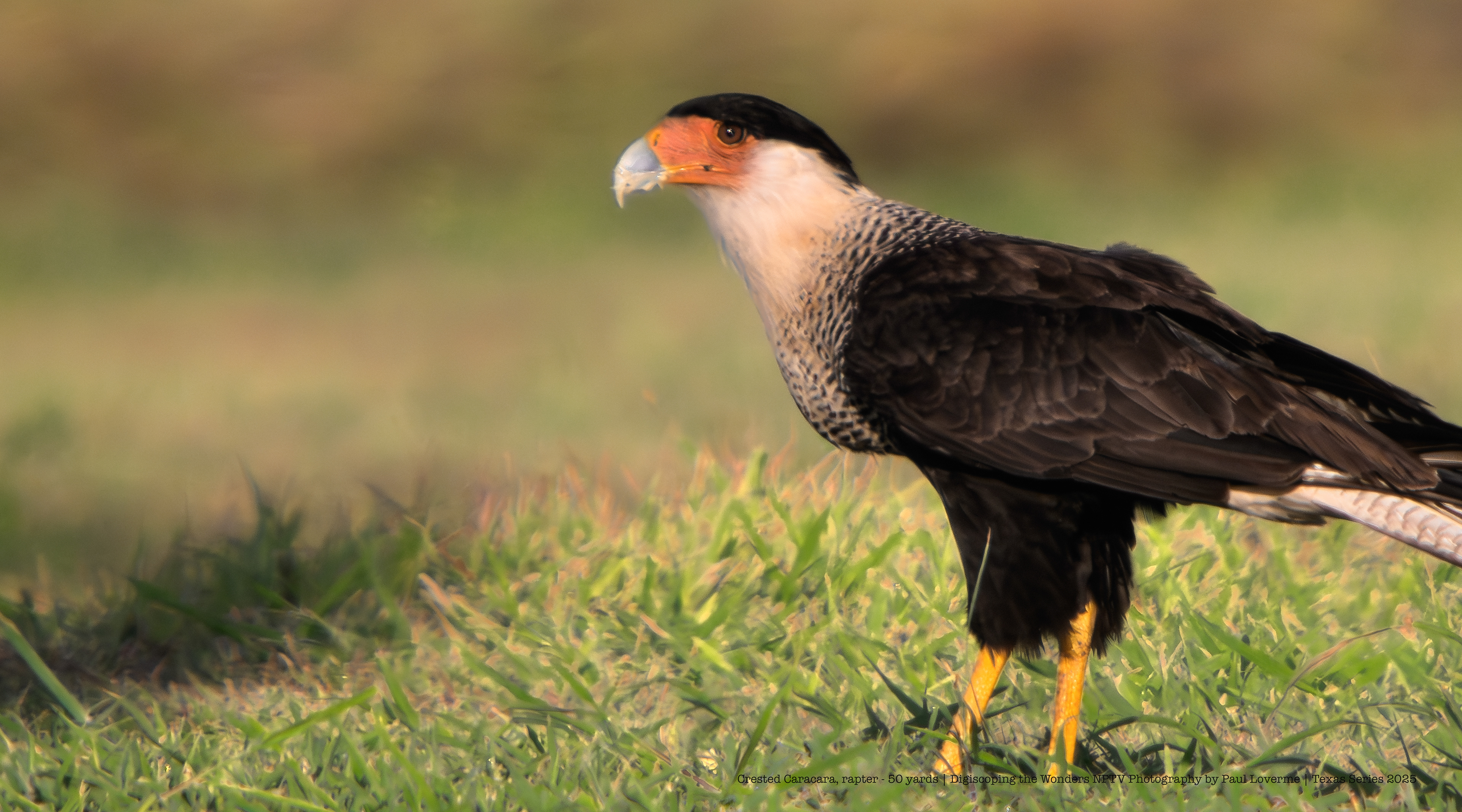 Crested Caracara NPTV Images