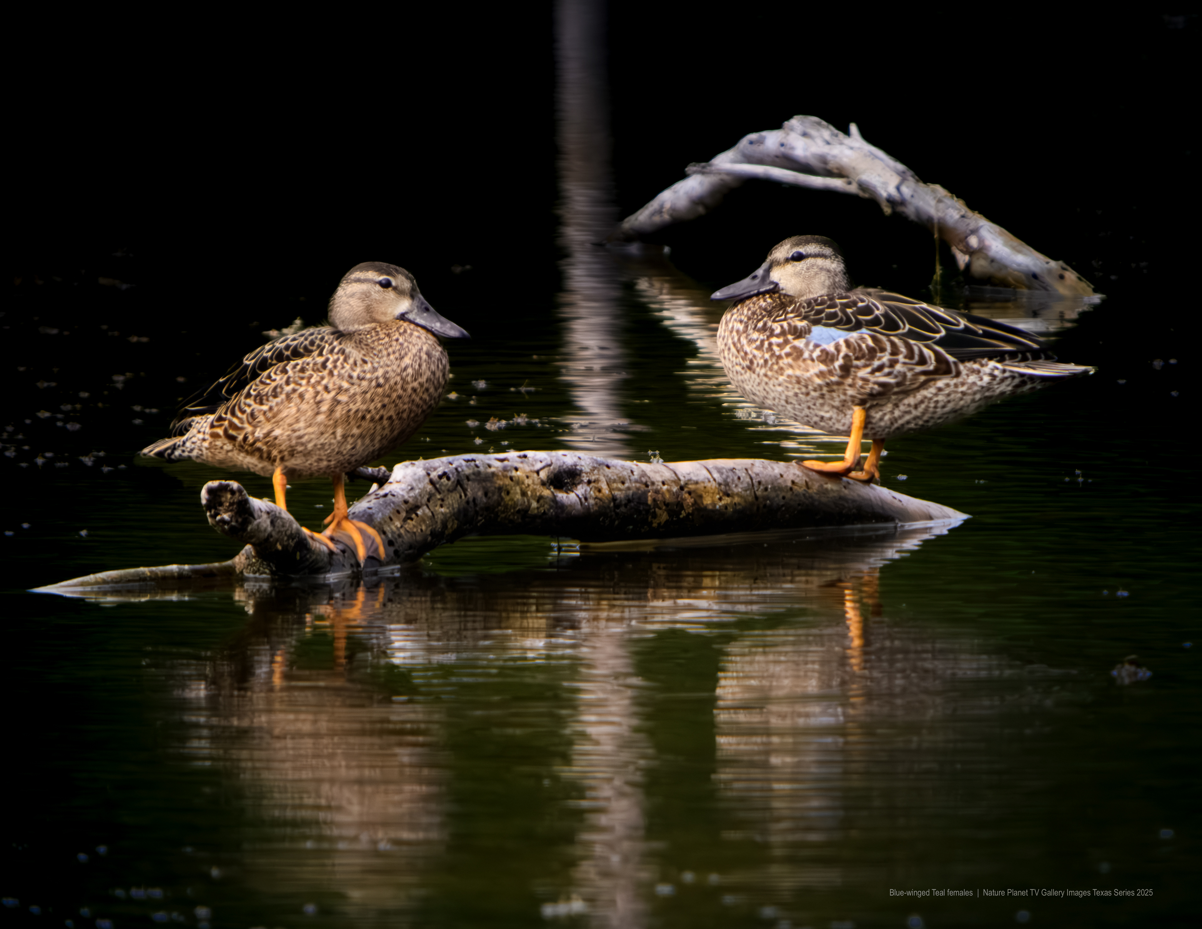 Blue-winged Teal Duck females NPTV Images