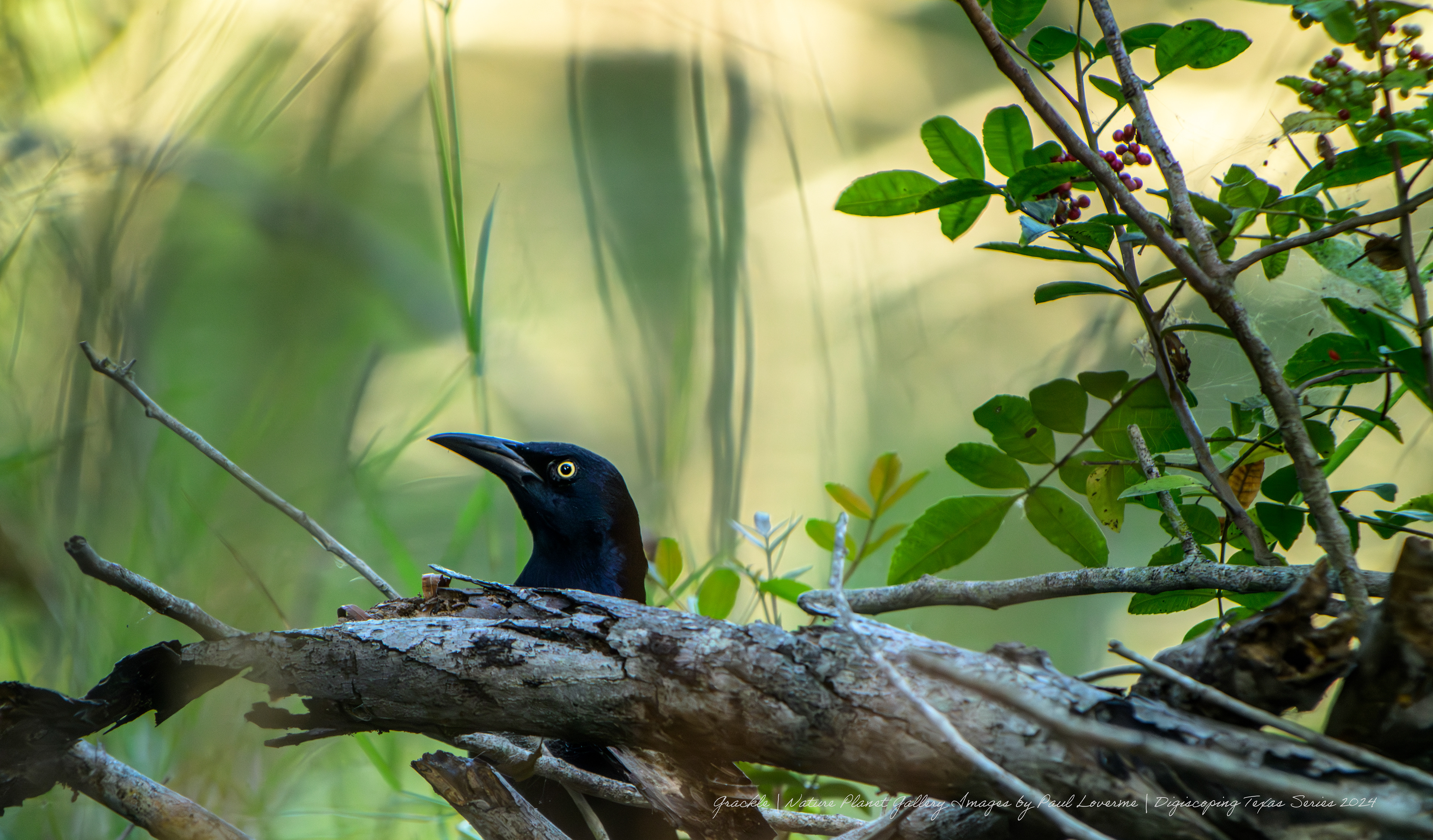 Nature Planet - Boat-tailed Grackle