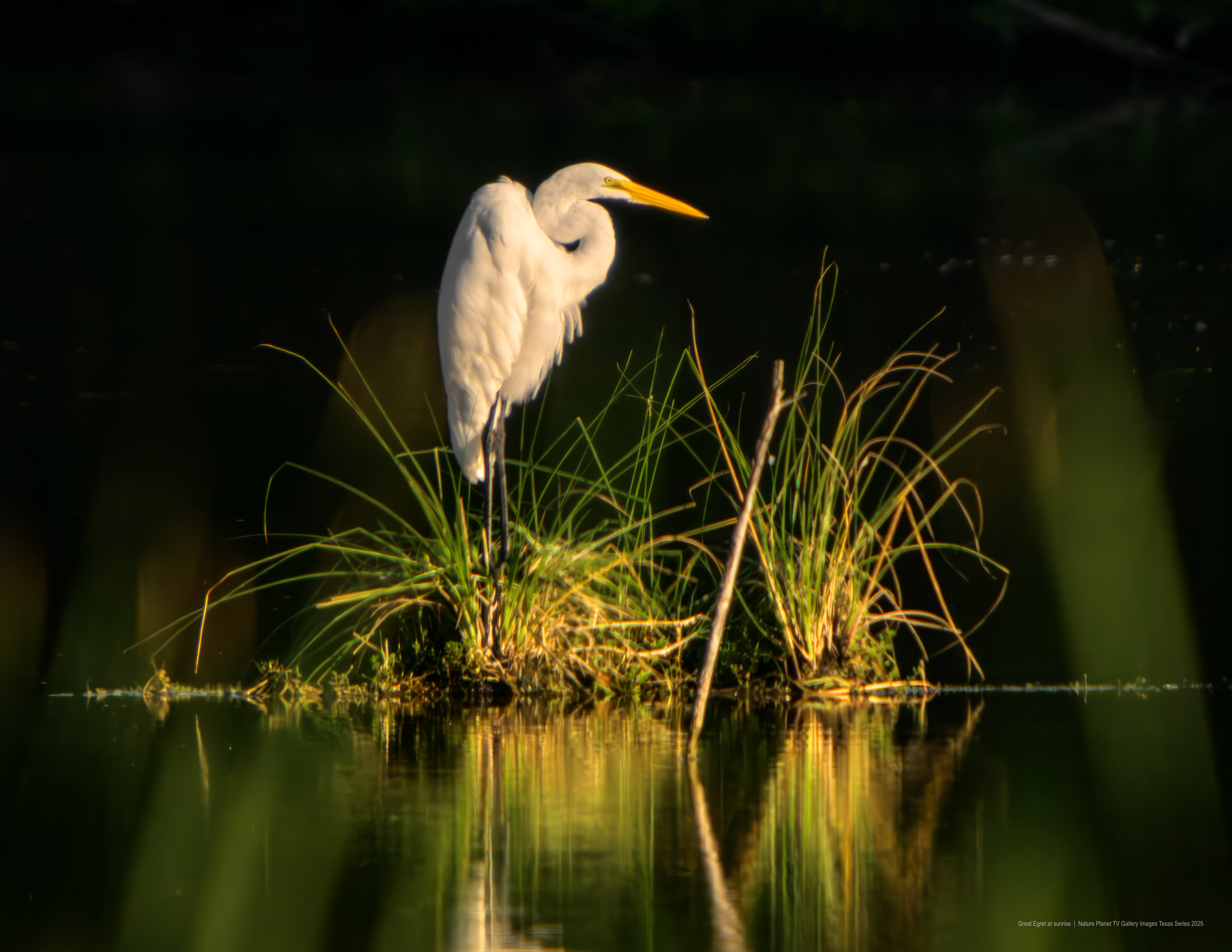 Great Egret at sunrise NPTV Images