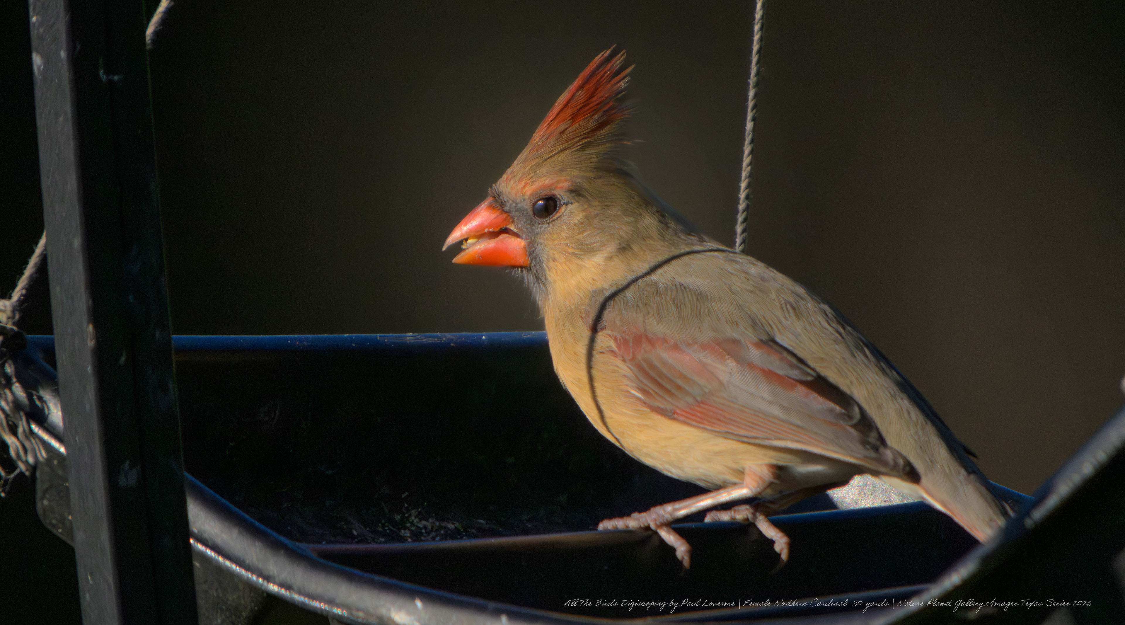 NPTV digiscoping image Northern Cardinal female 20 yards