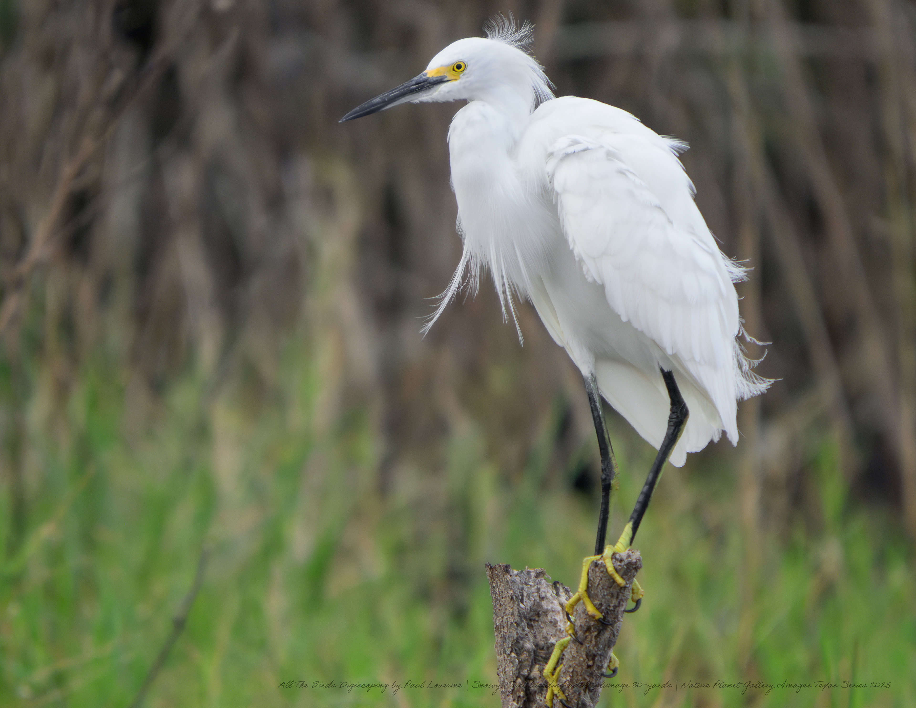 NPTV digiscoping image Snowy Egret breeding plumage 80 yards