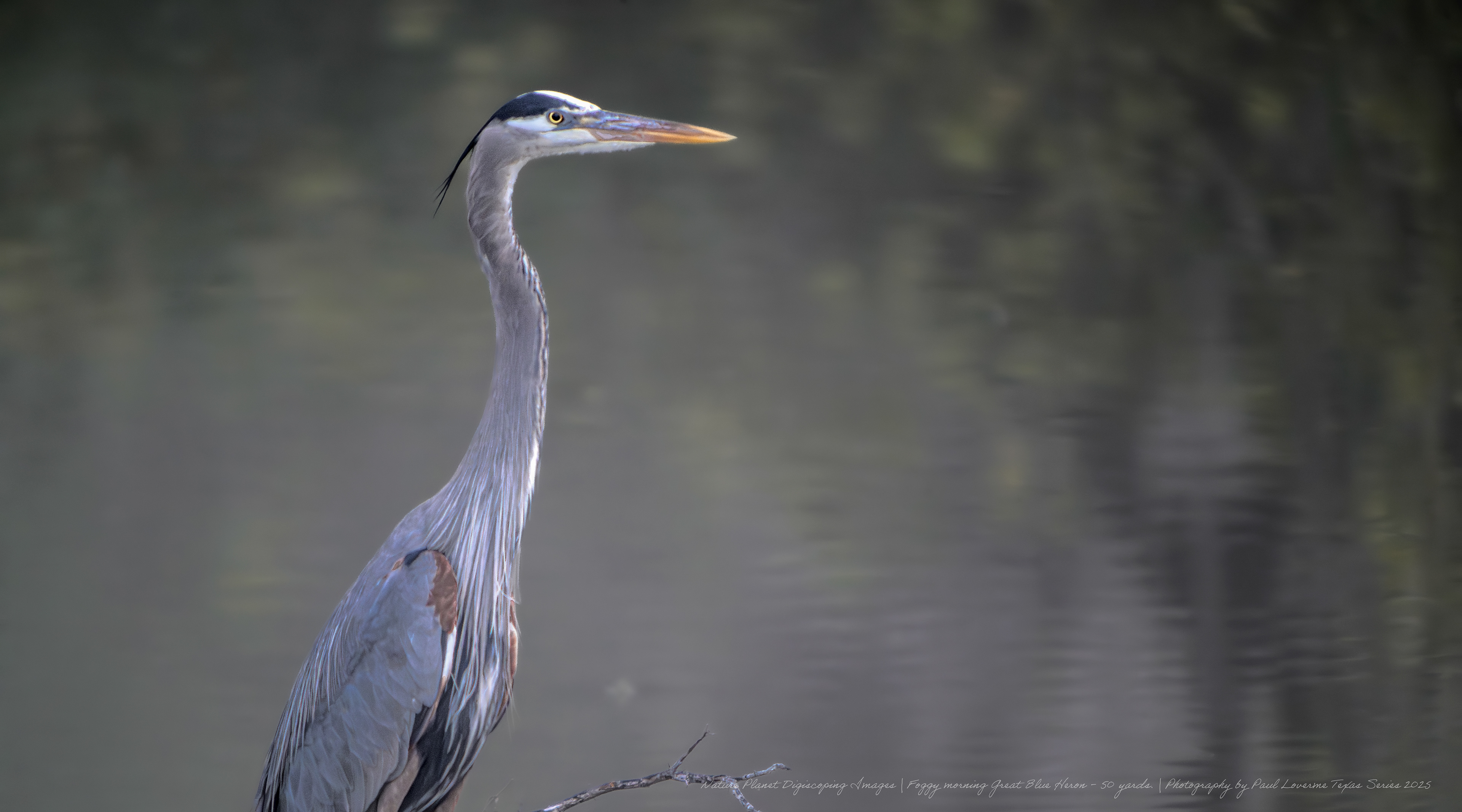 Great Blue Heron foggy morning