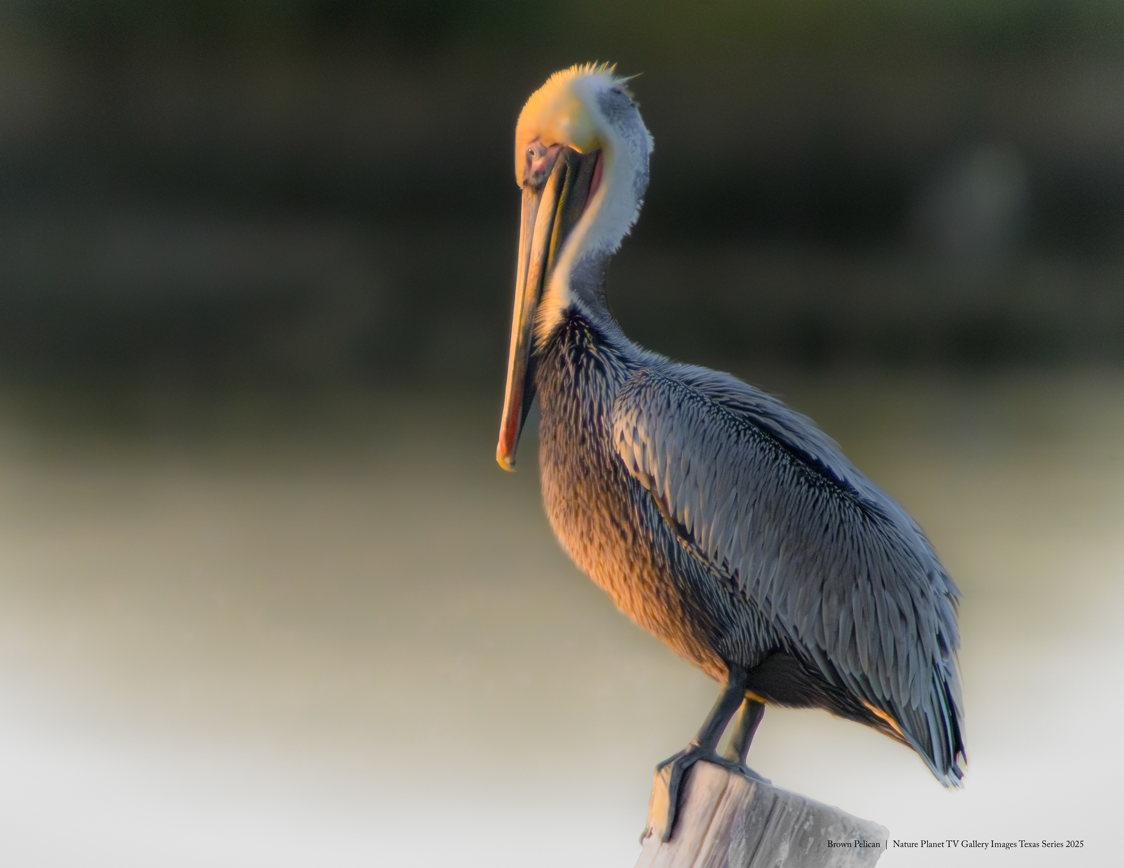 Brown Pelican NPTV Images