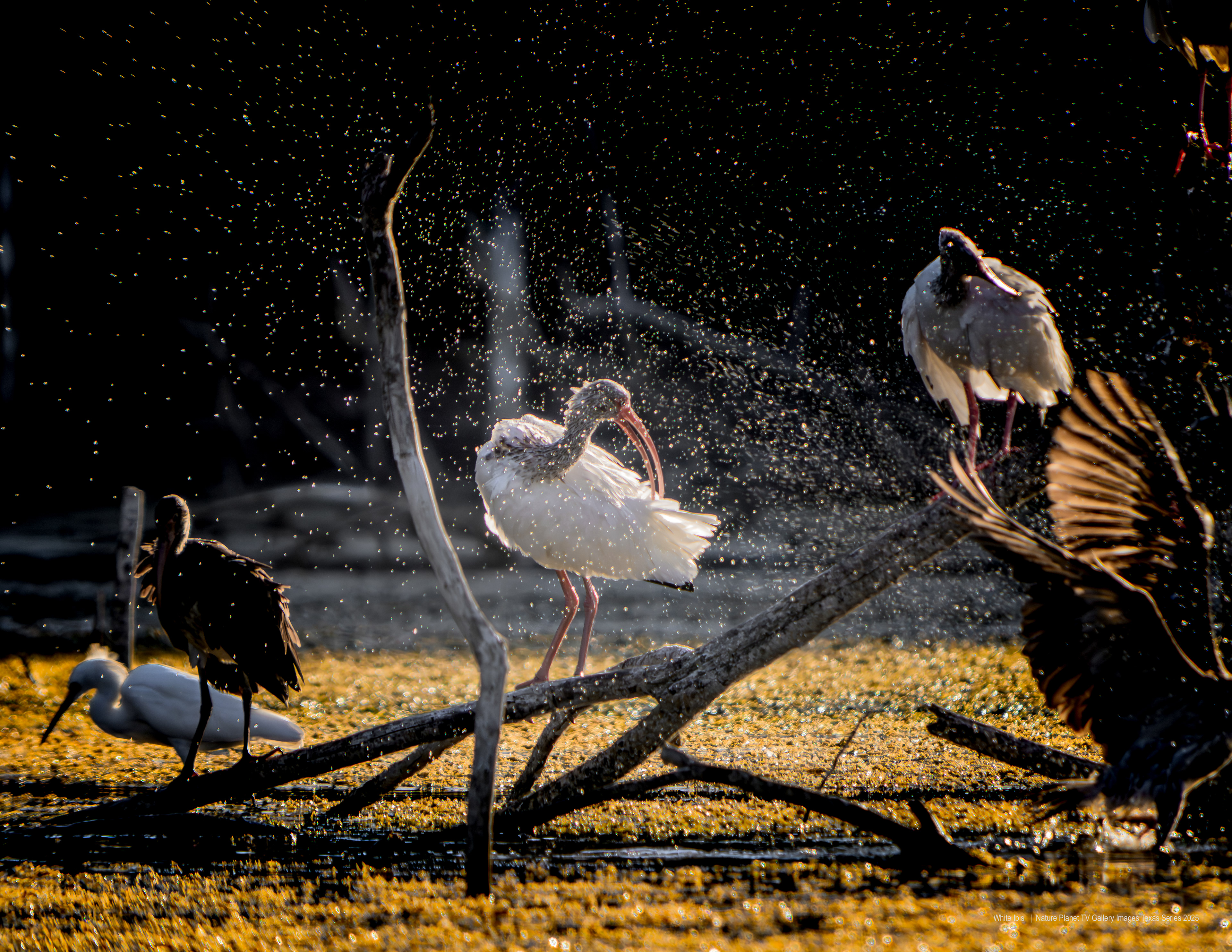 White Ibis NPTV Images