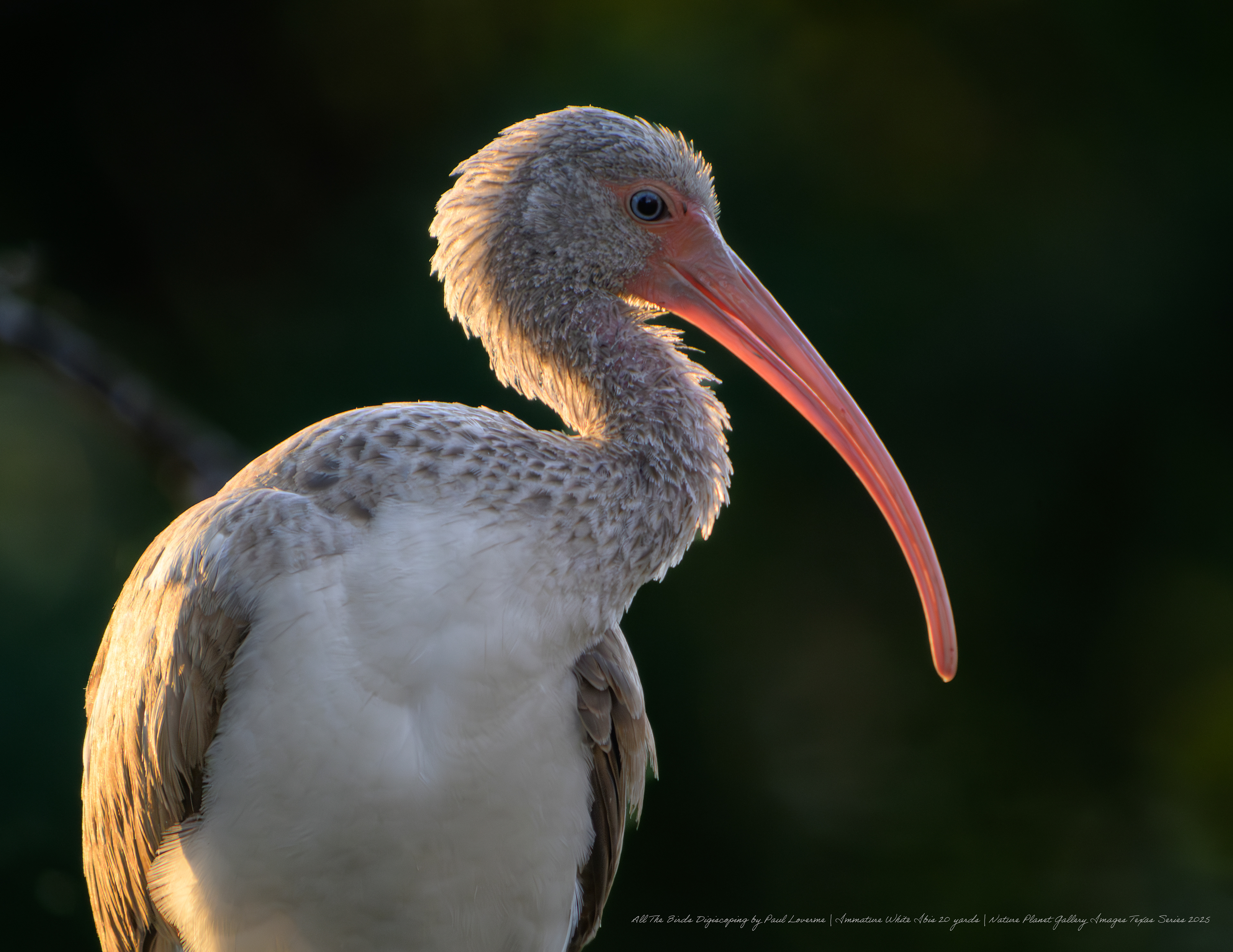 NPTV digiscoping image Immature White Ibis twilight group roosting