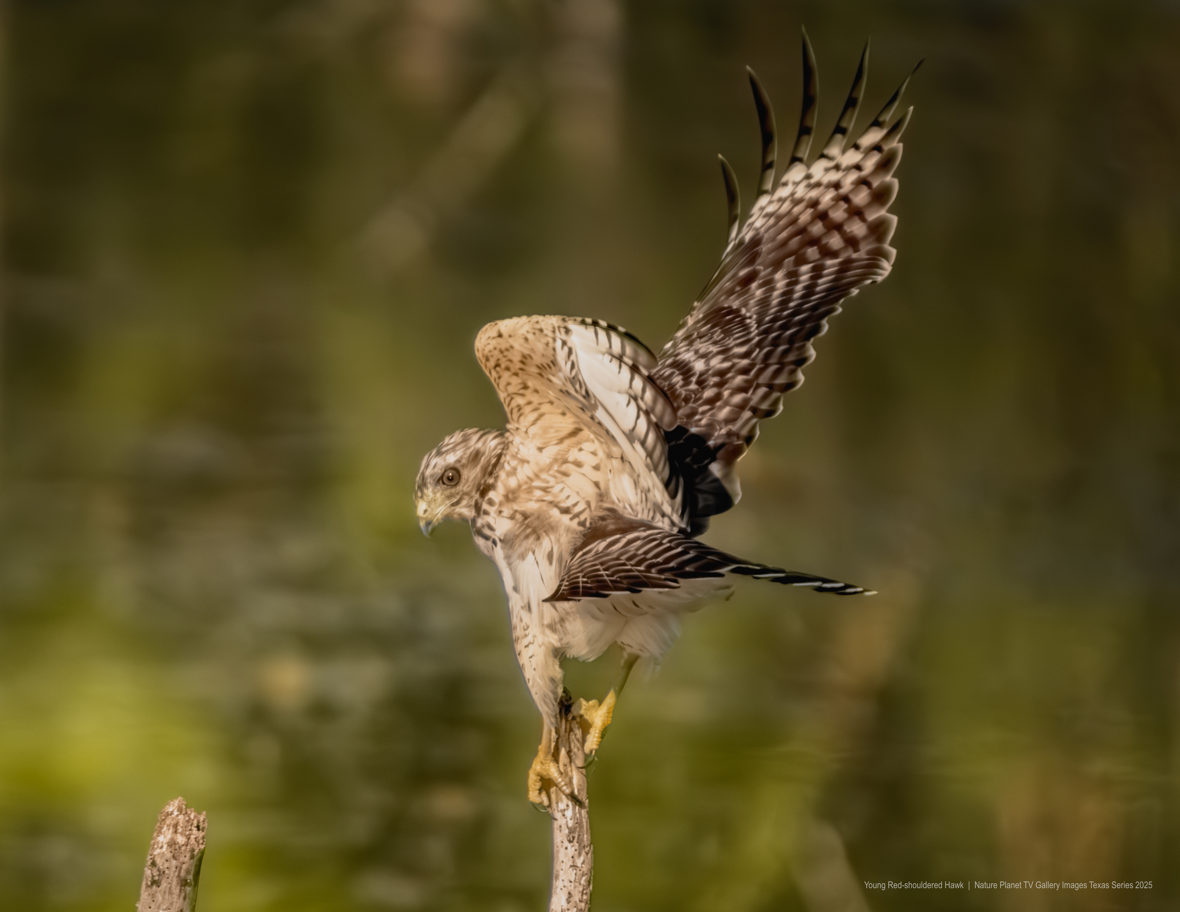 Red-shouldered Hawk NPTV Images