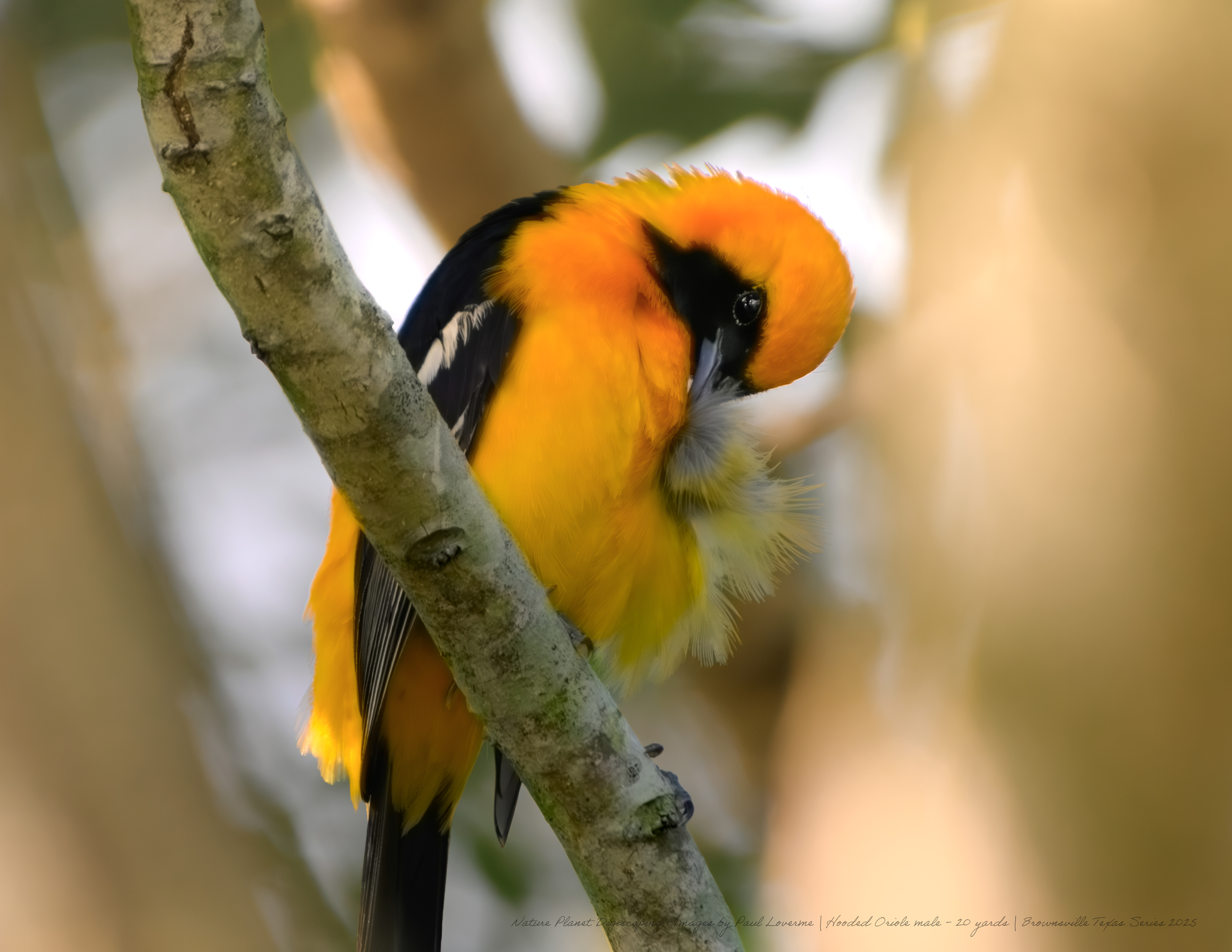 Hooded Oriole male NPTV Images