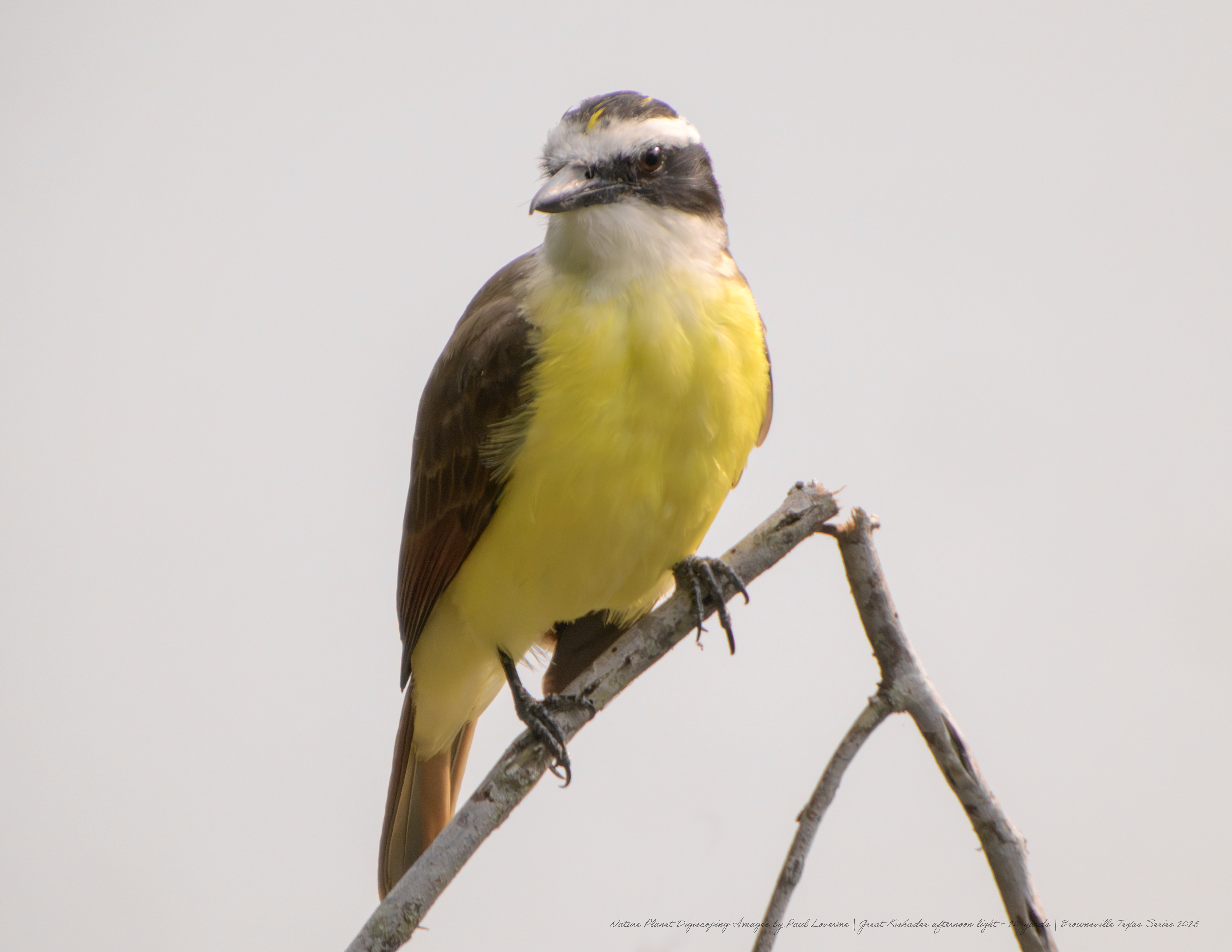 Great Kiskadee NPTV images