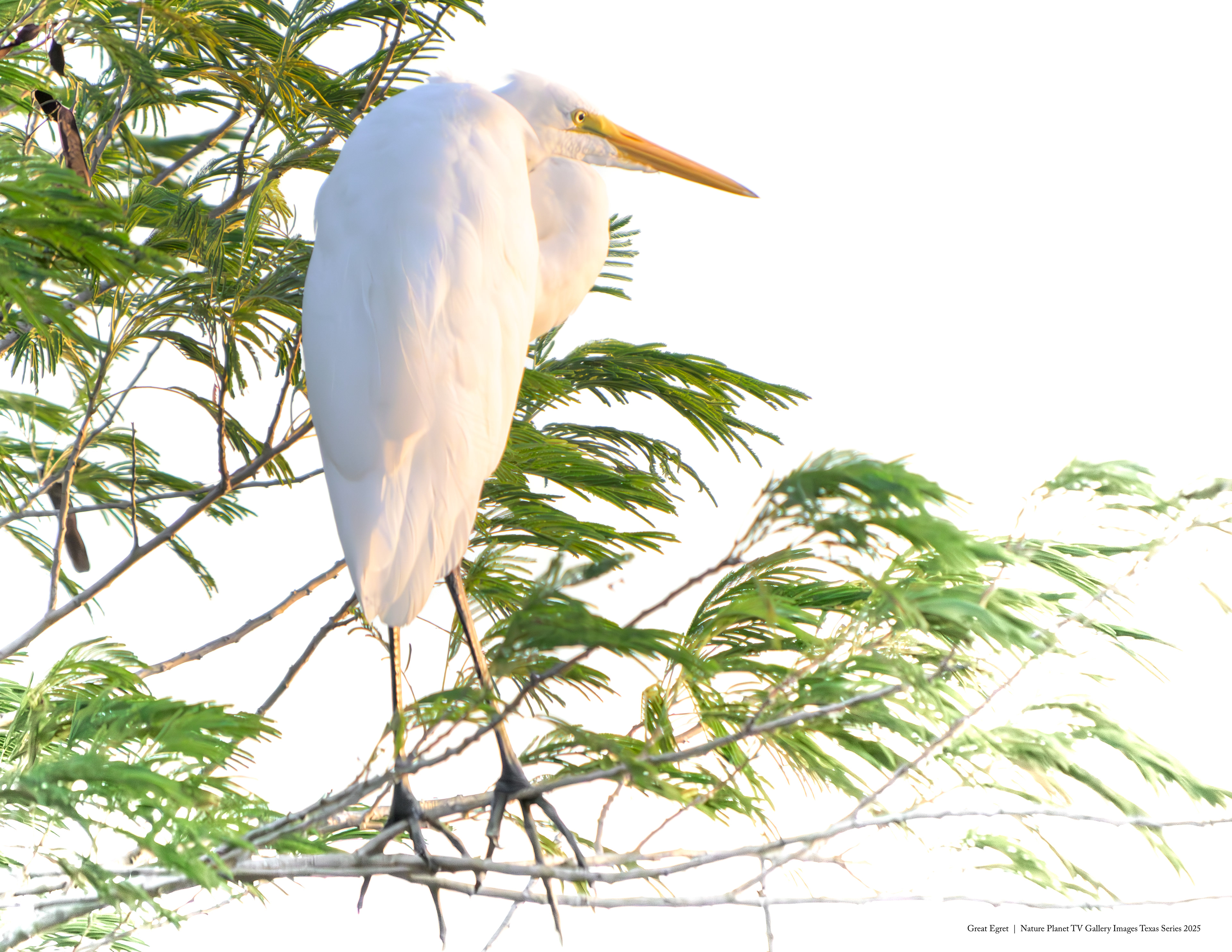 Great Egret roost at sunset NPTV Images