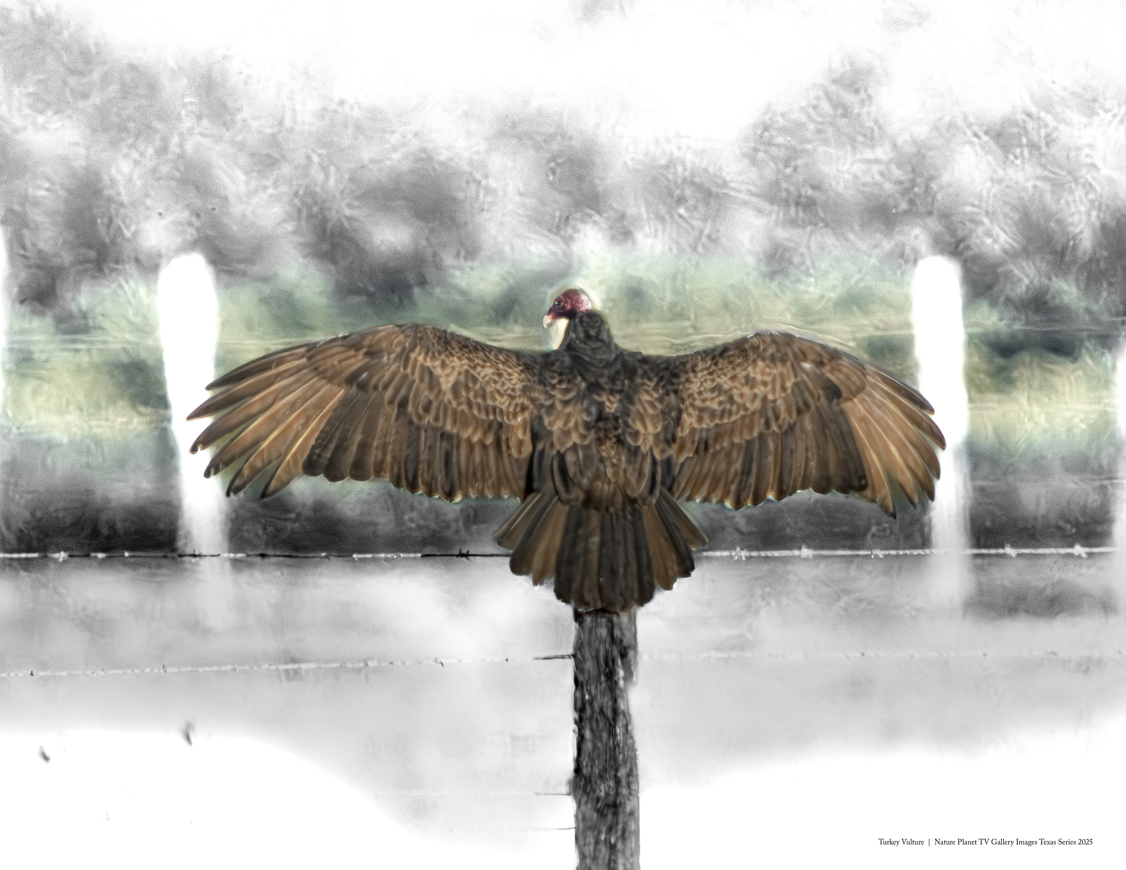 Turkey Vulture NPTV Images