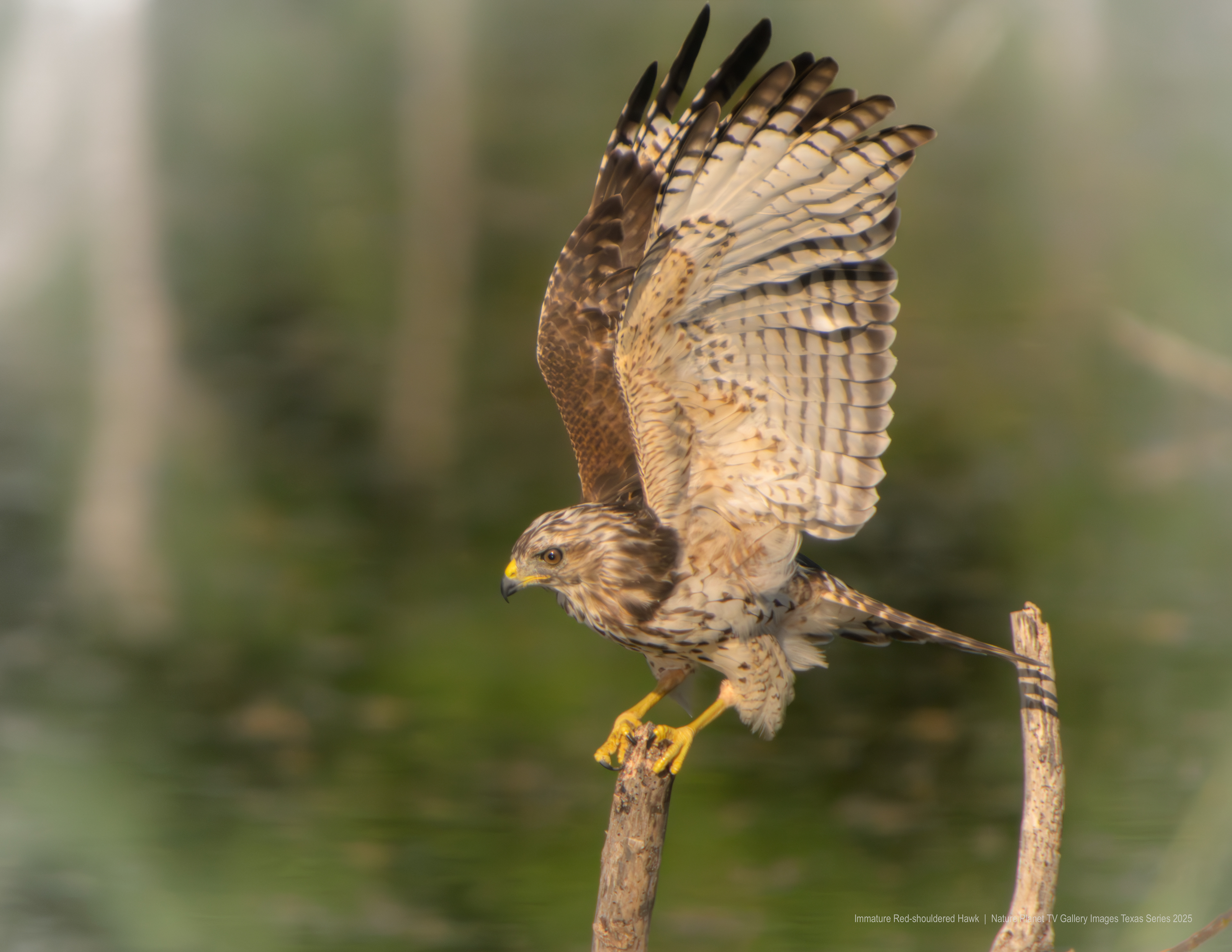 Red-shouldered Hawk NPTV Images