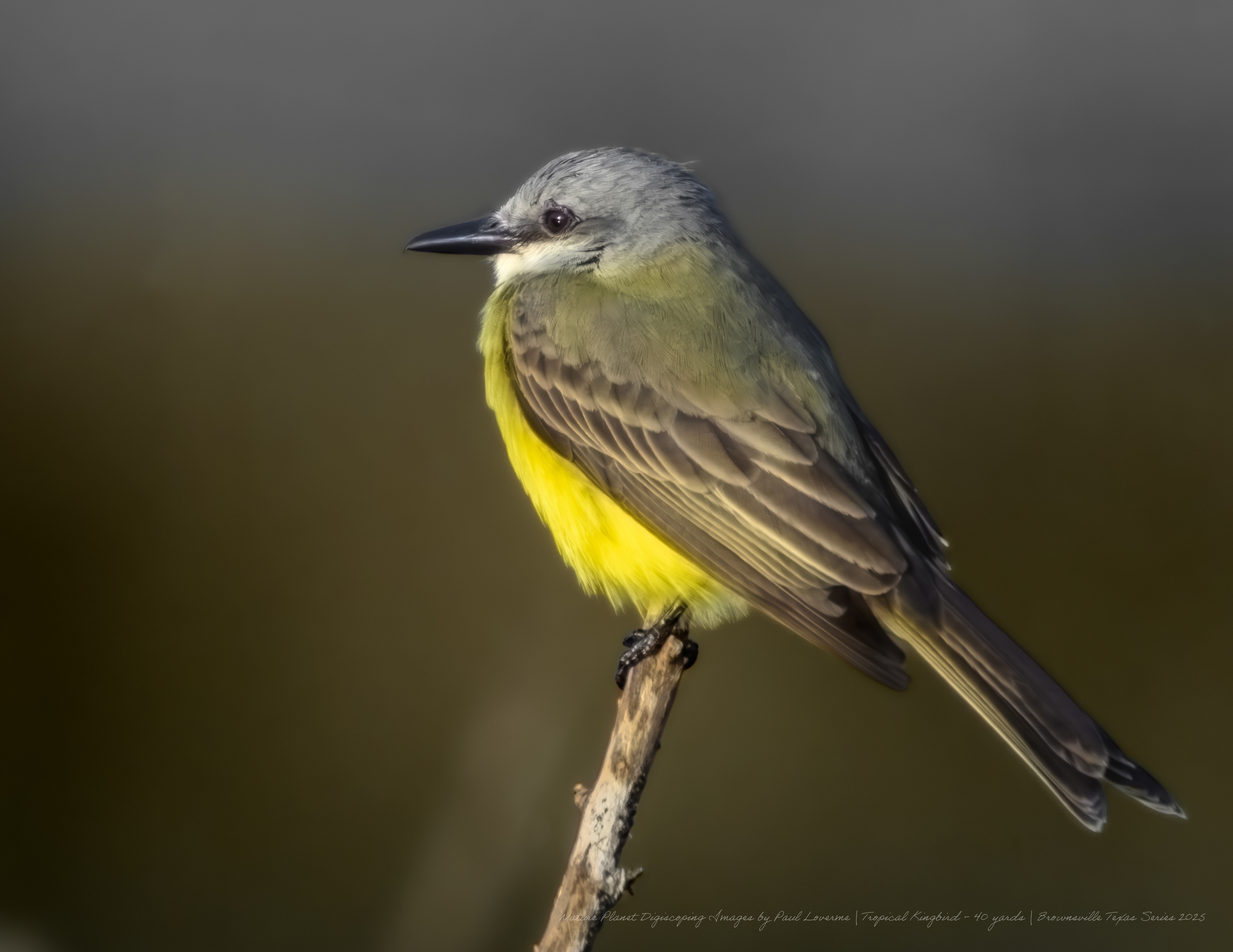 Tropical Kingbird NPTV Images