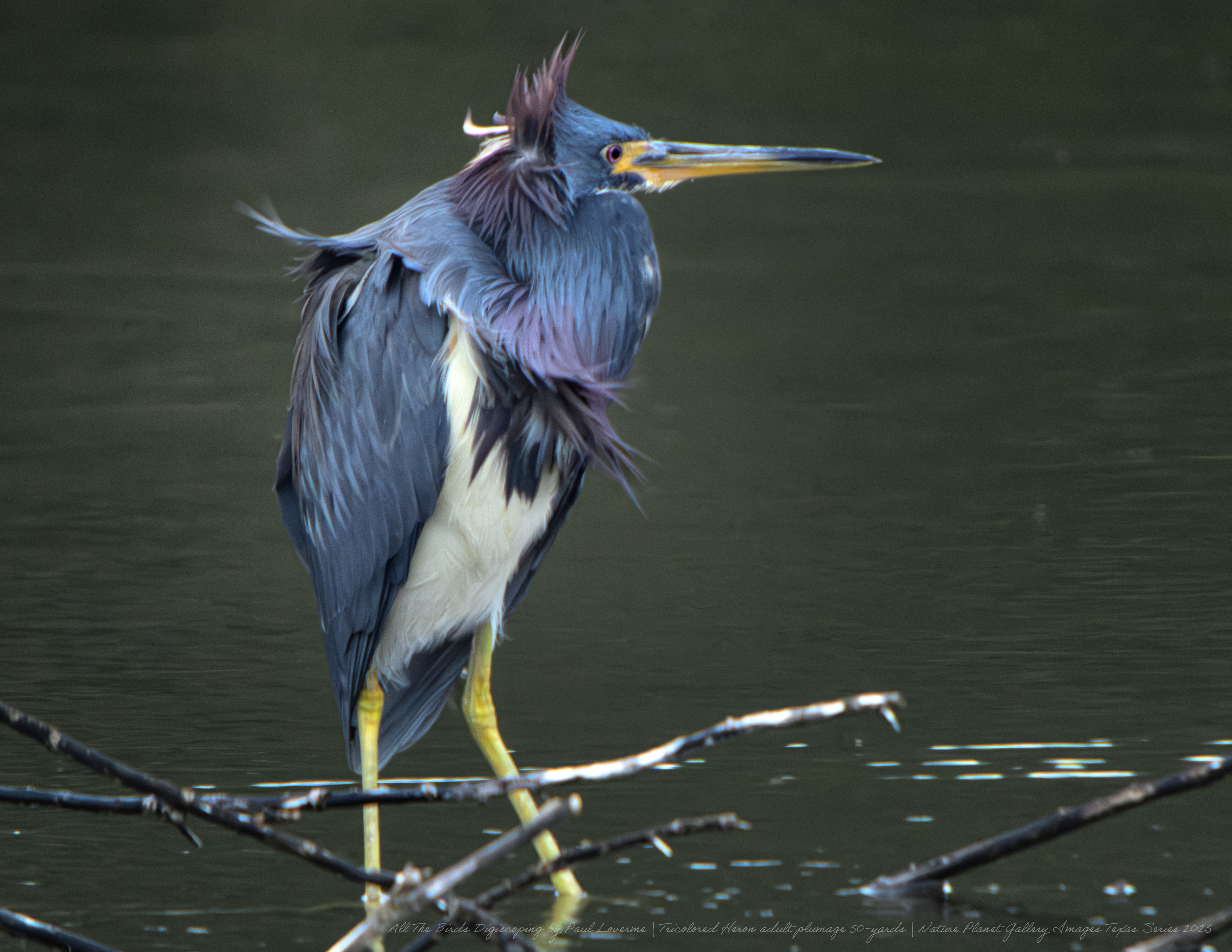 NPTV digiscoping image Tri-colored Heron adult male breeding plumages 50 yards