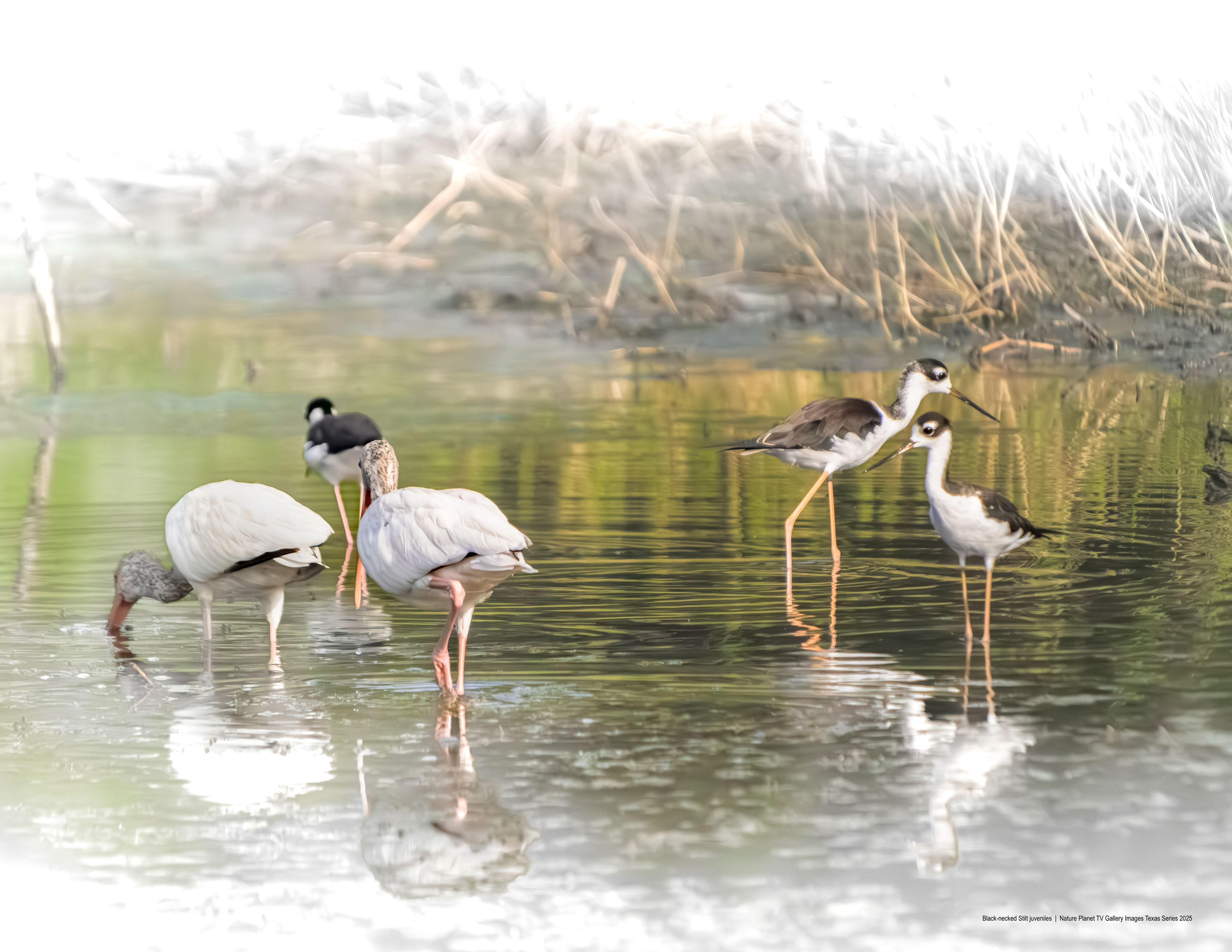 Black-necked Stilts juveniles NPTV Images