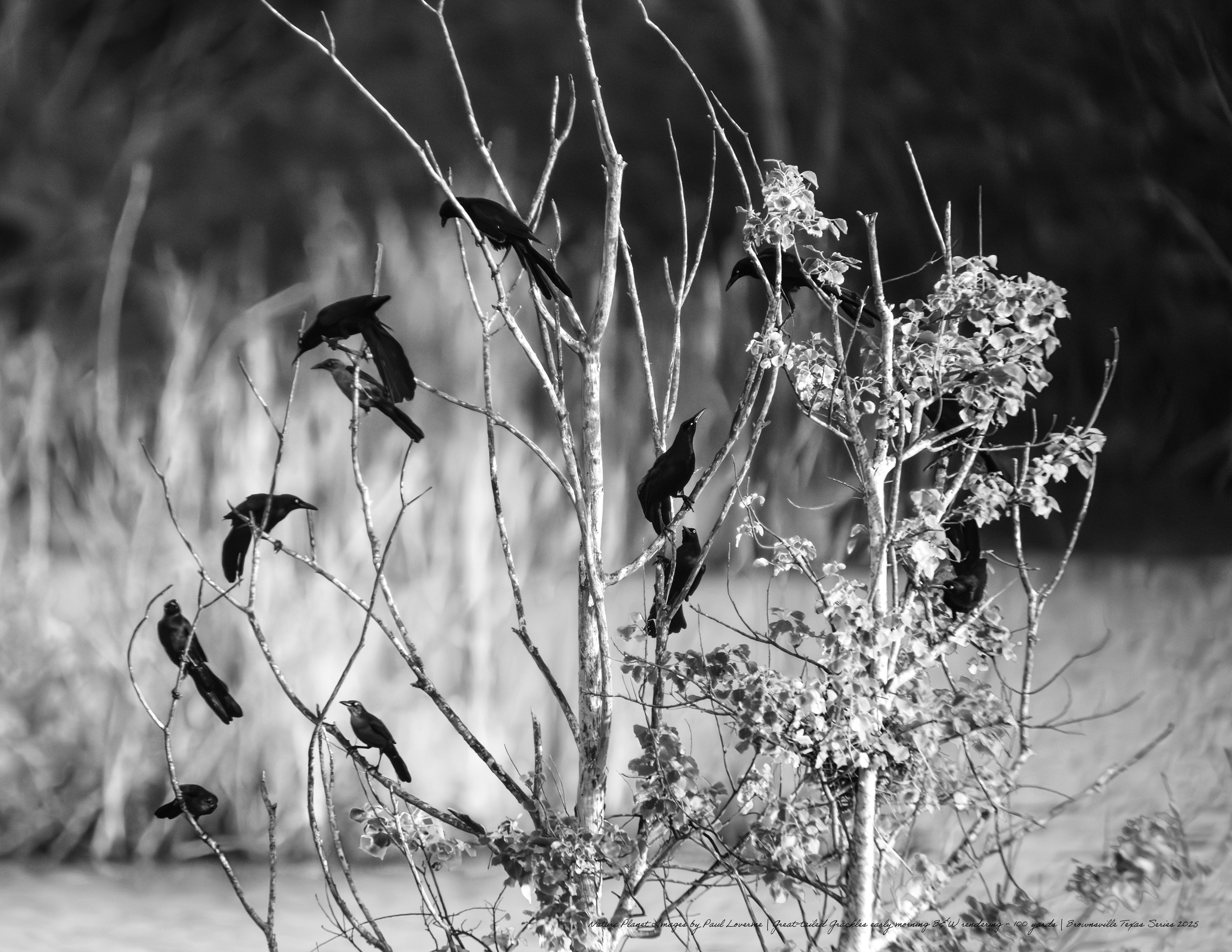Great-tailed Grackles B&W NPTV Images