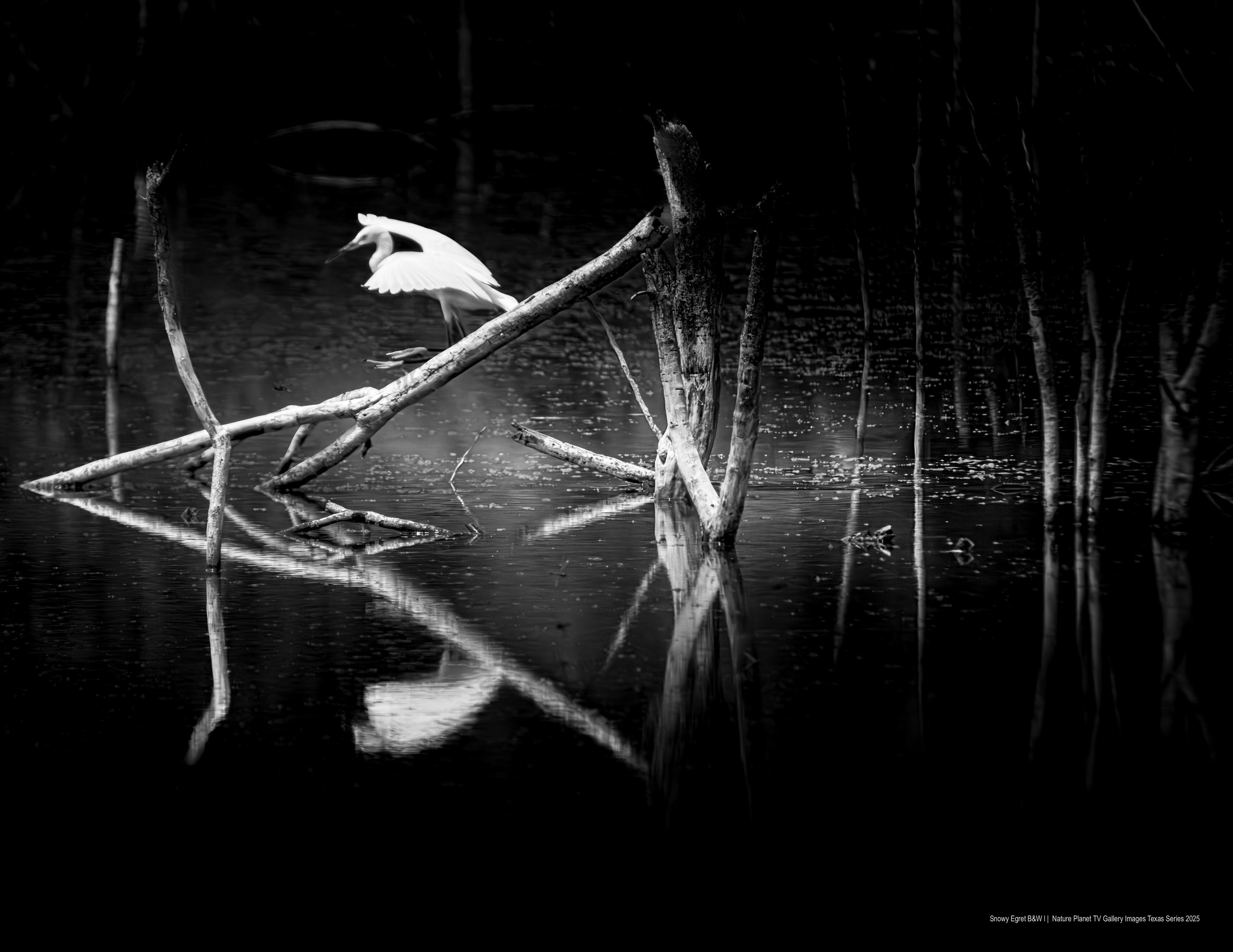 Snowy Egret B&W NPTV Images