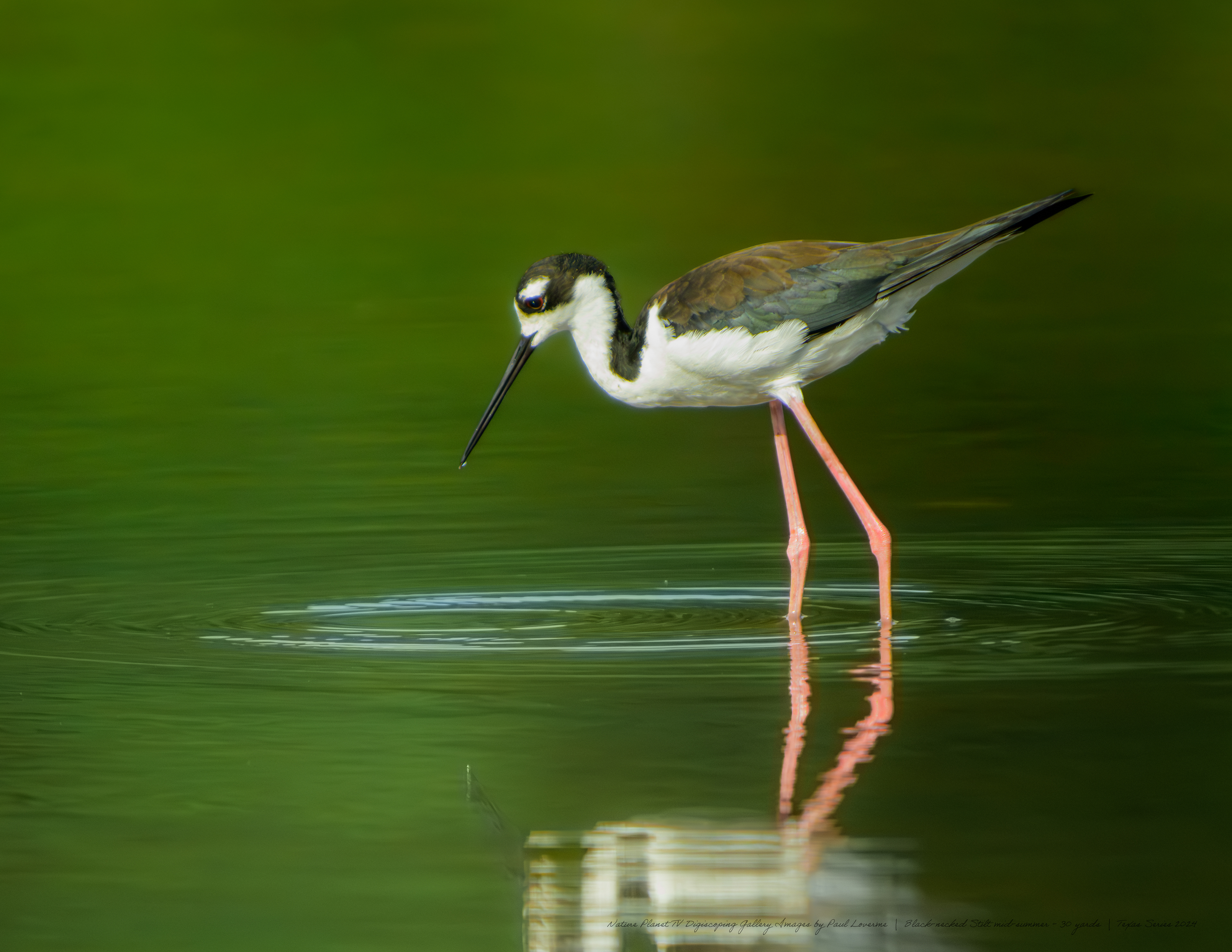 Nature Planet digiscoping photo Black-necked Stilt mid-summer 30-yards