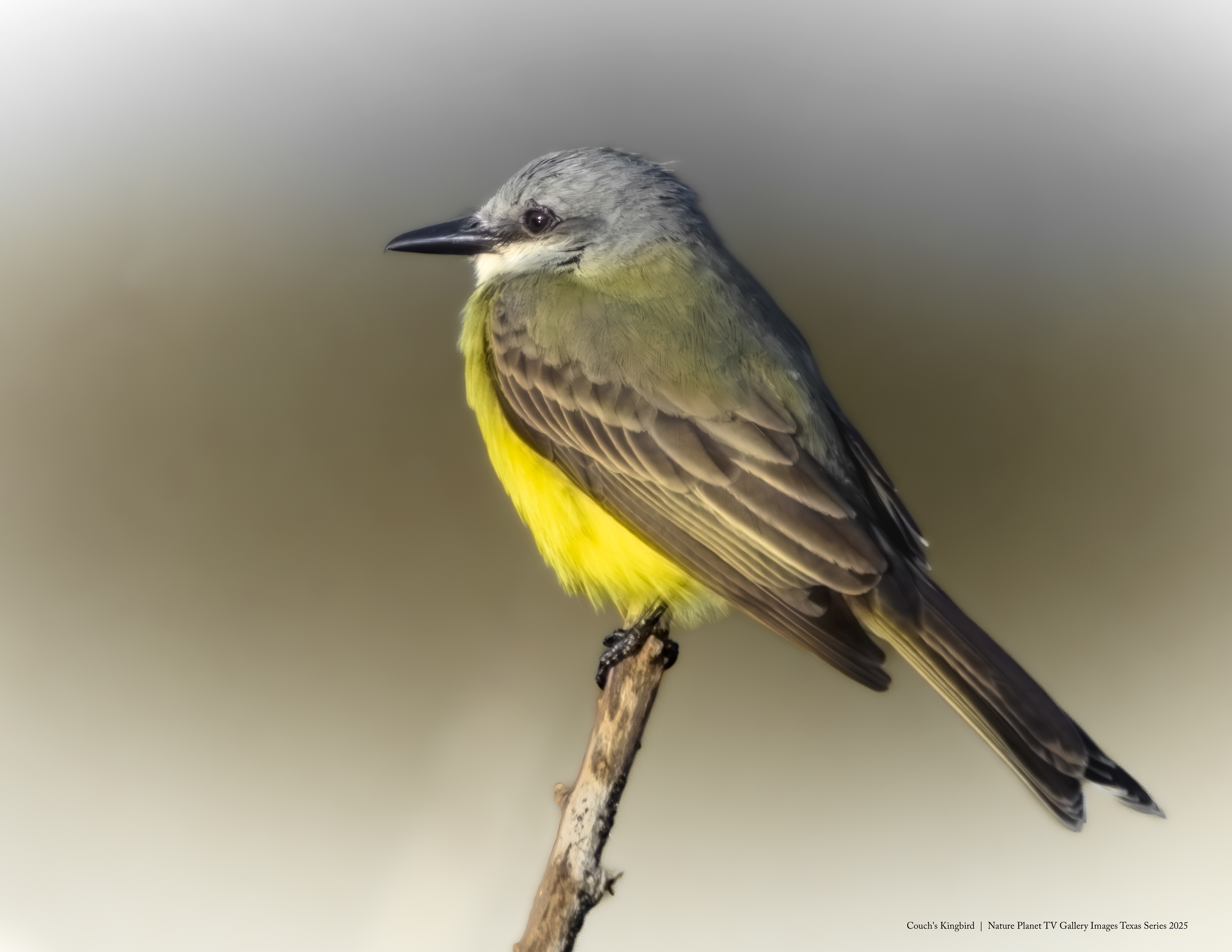 Couch's Kingbird NPTV Images