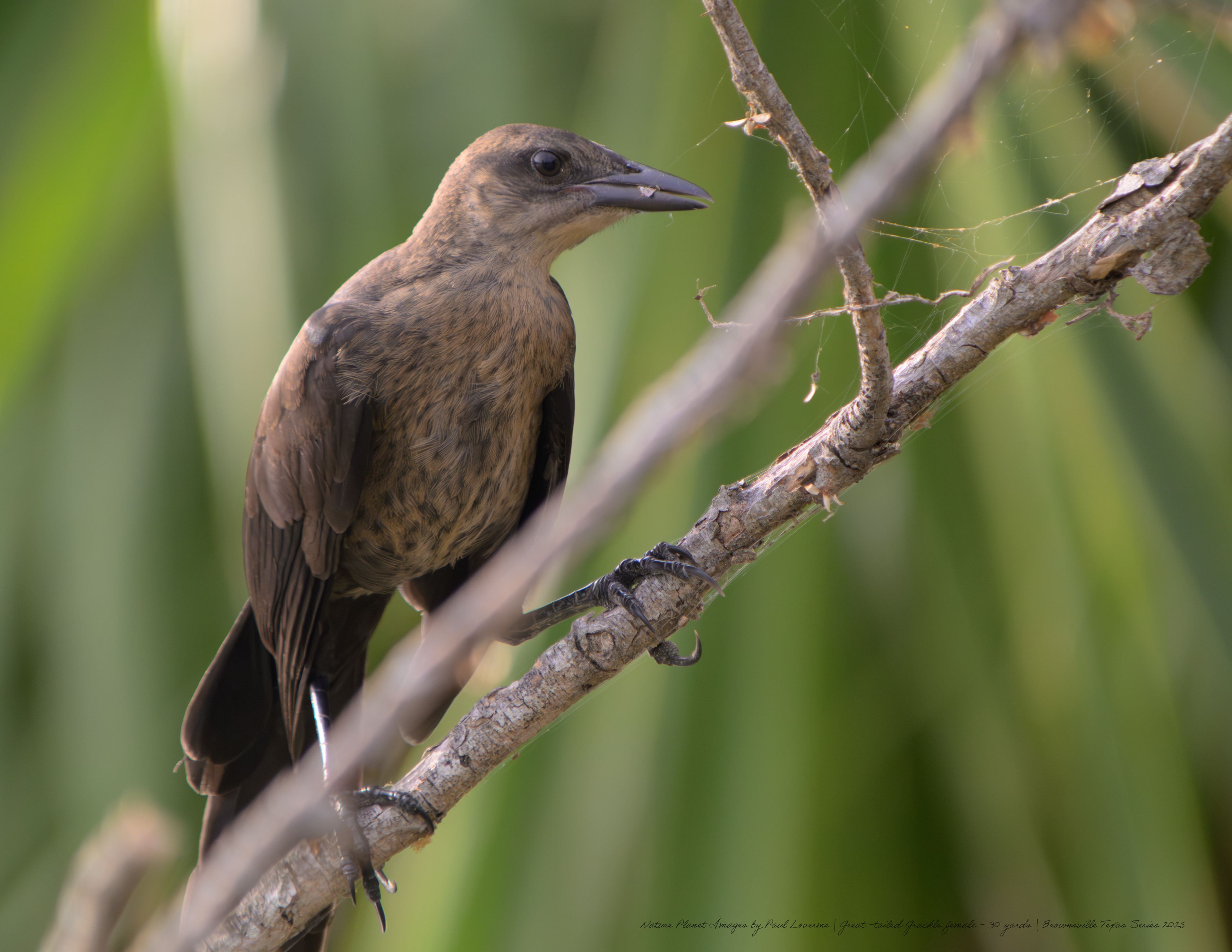 Great-tailed Grackle female NPTV Images