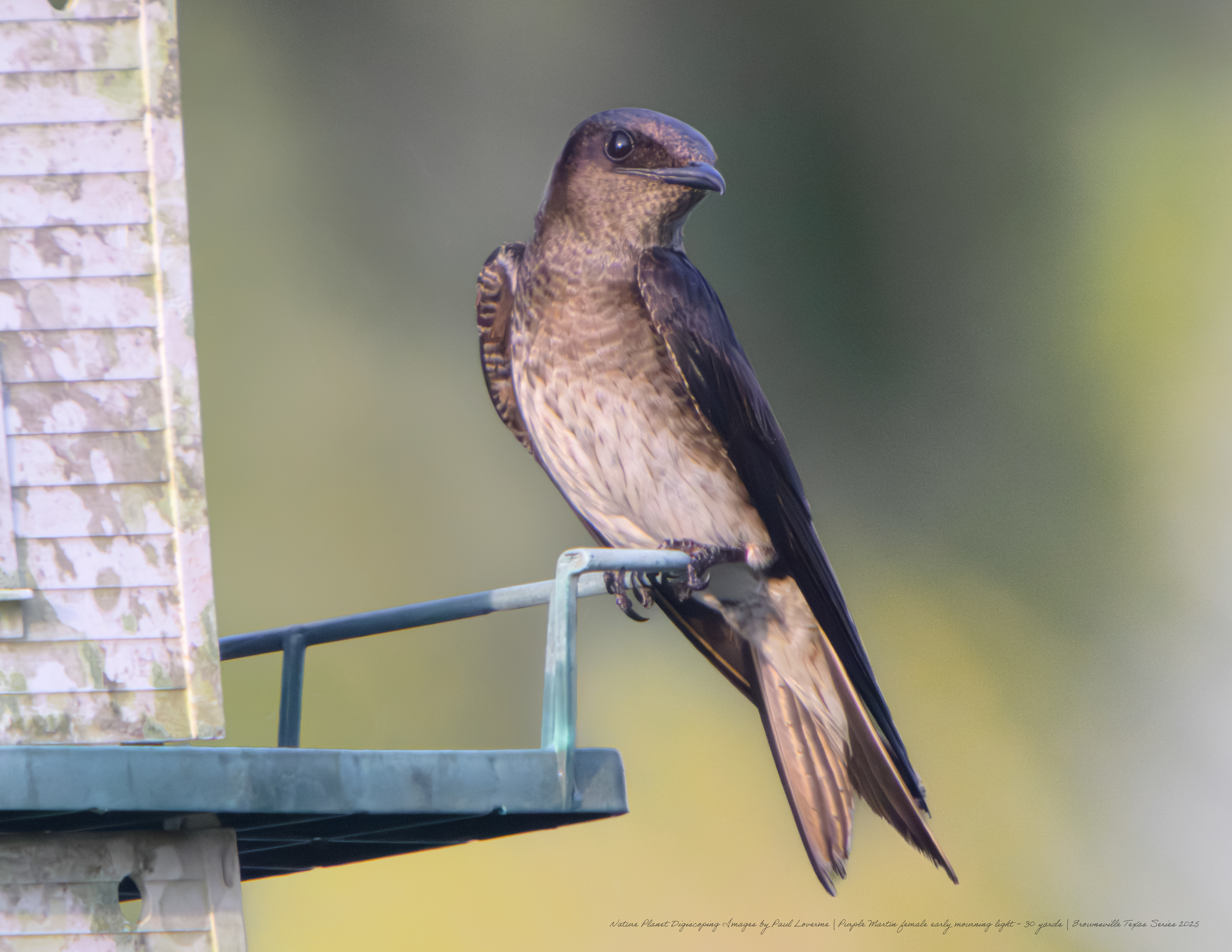 Purple Martin female NPTV Images