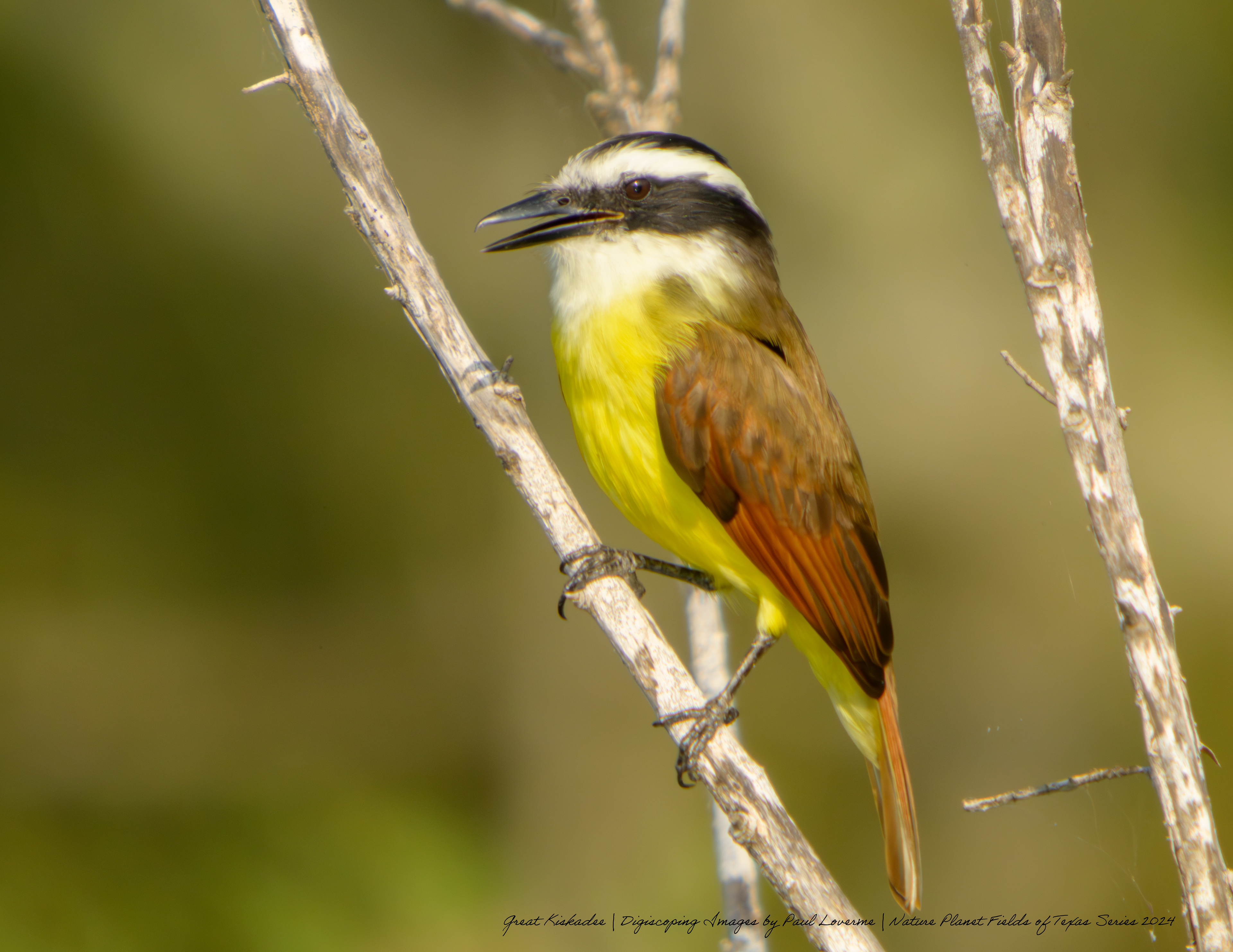 Nature Planet - Great Kiskadee