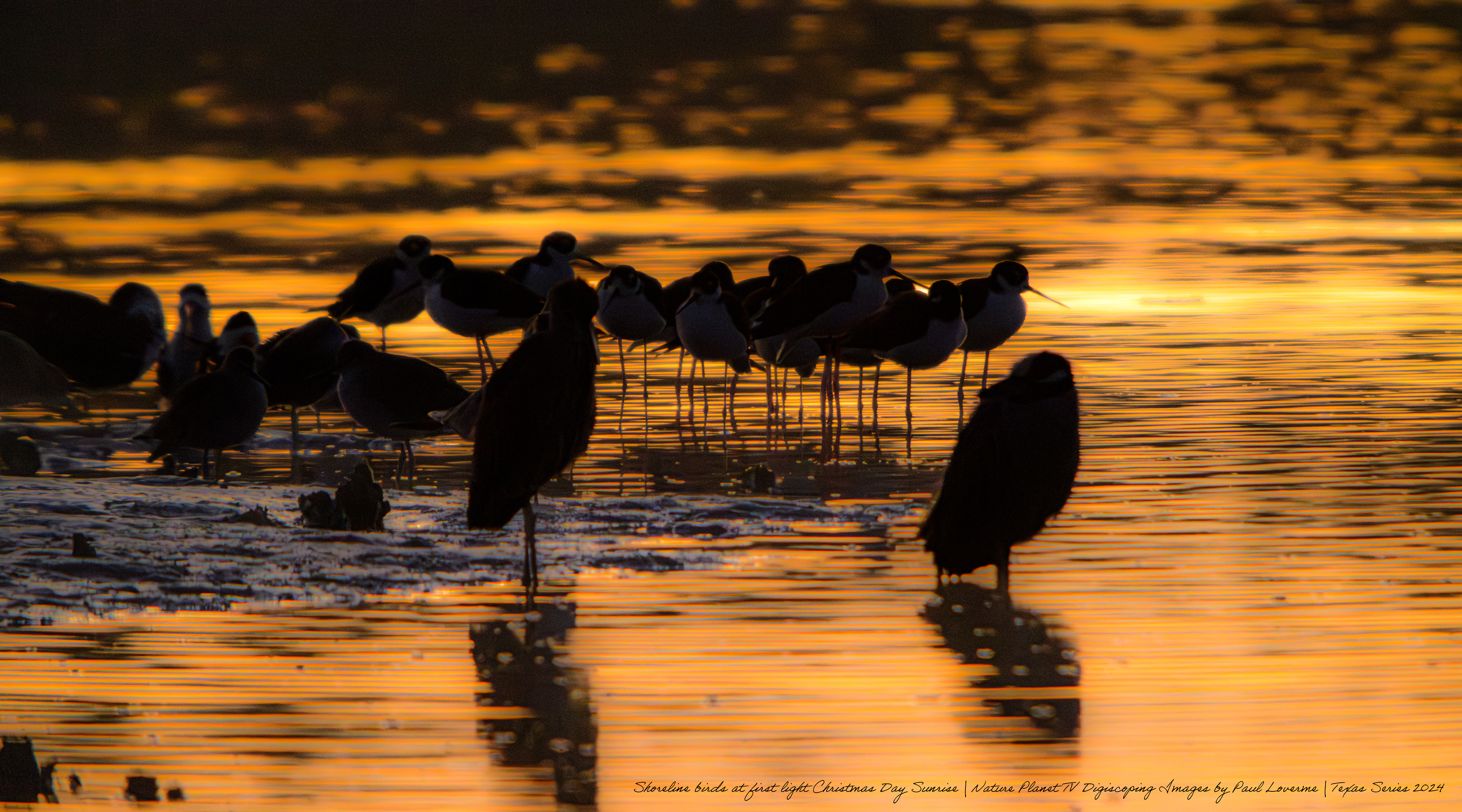 nature Planet - Christmas sunrise shoreline birds