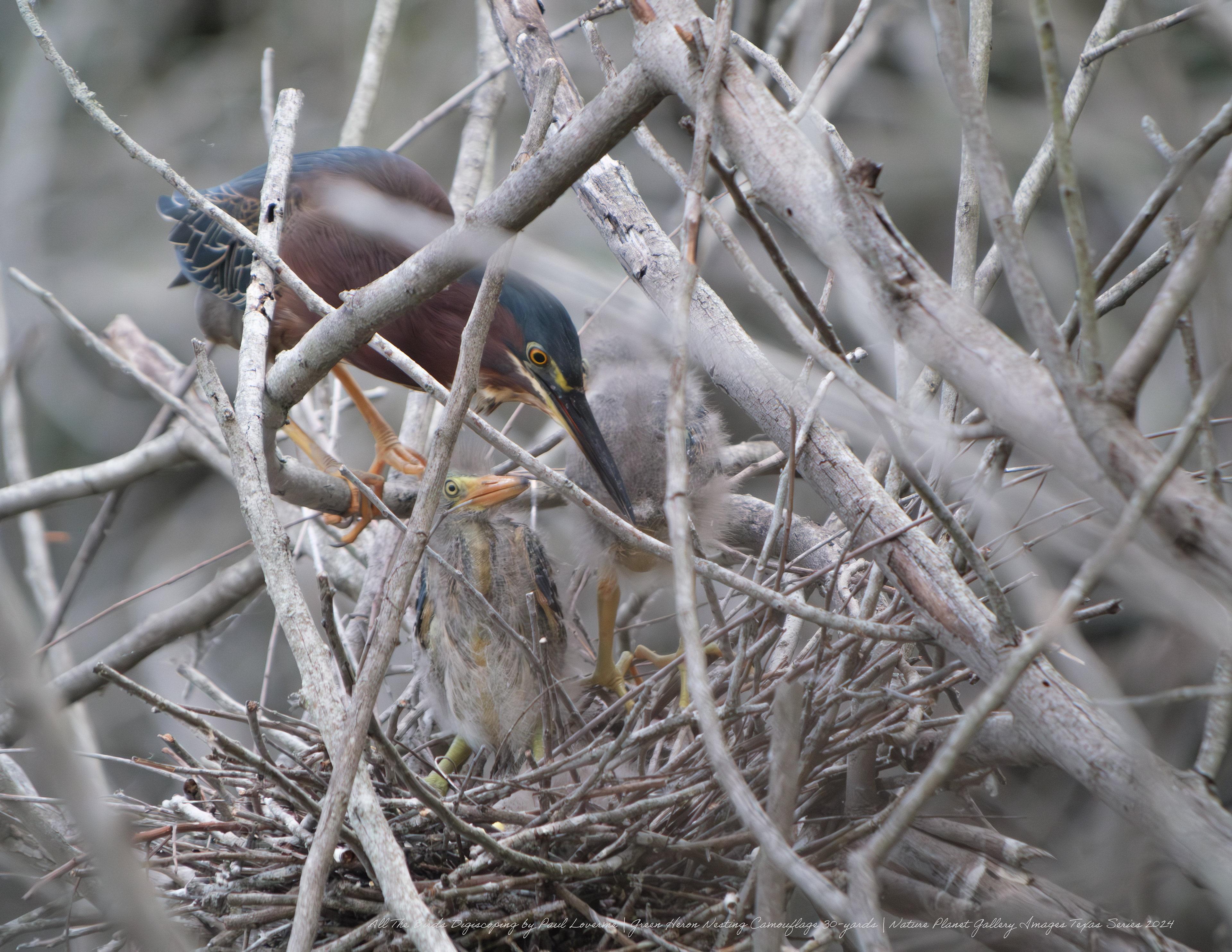 Nature Planet digiscoping photo Green Heron camouflaged nest with 2-chicks