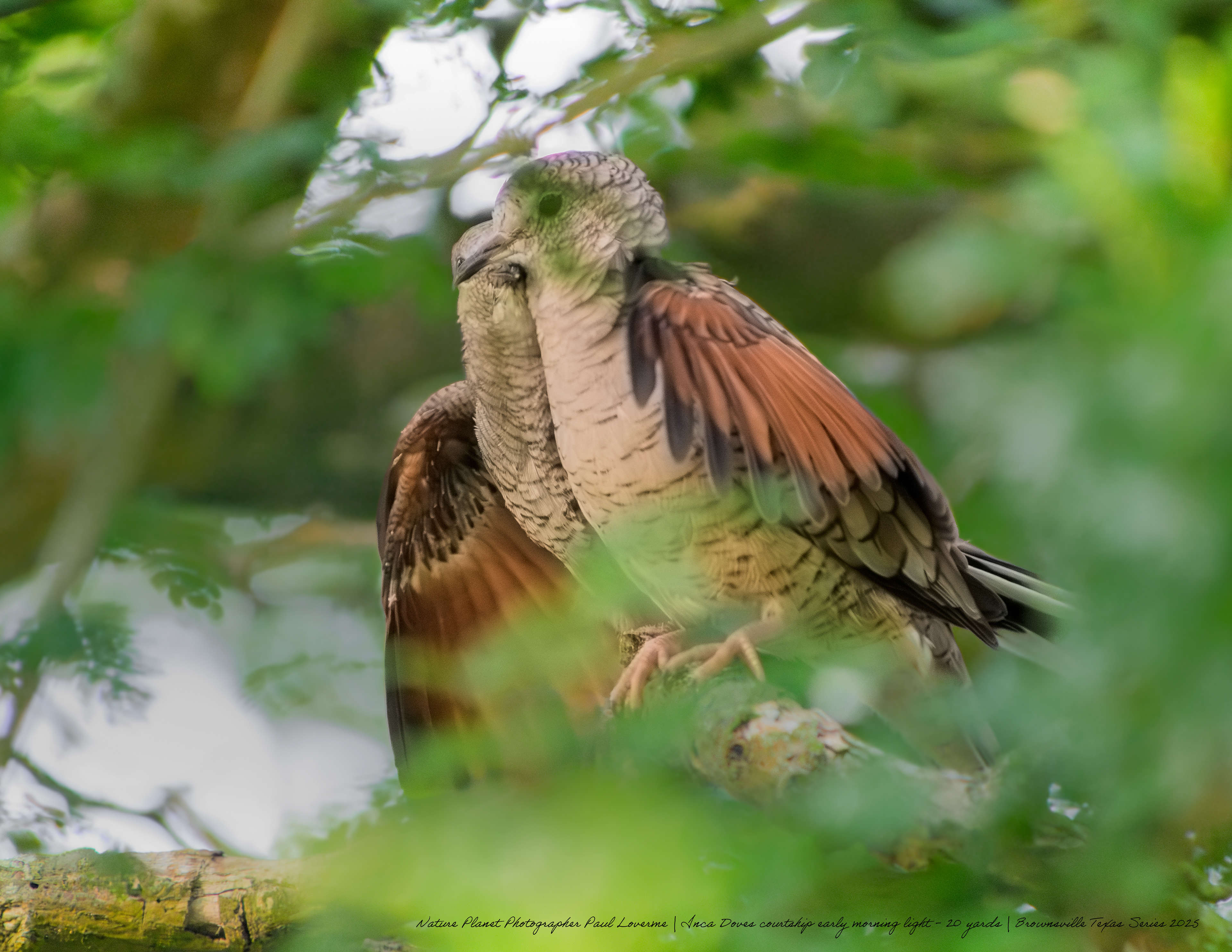 Inca Doves courtship NPTV Images
