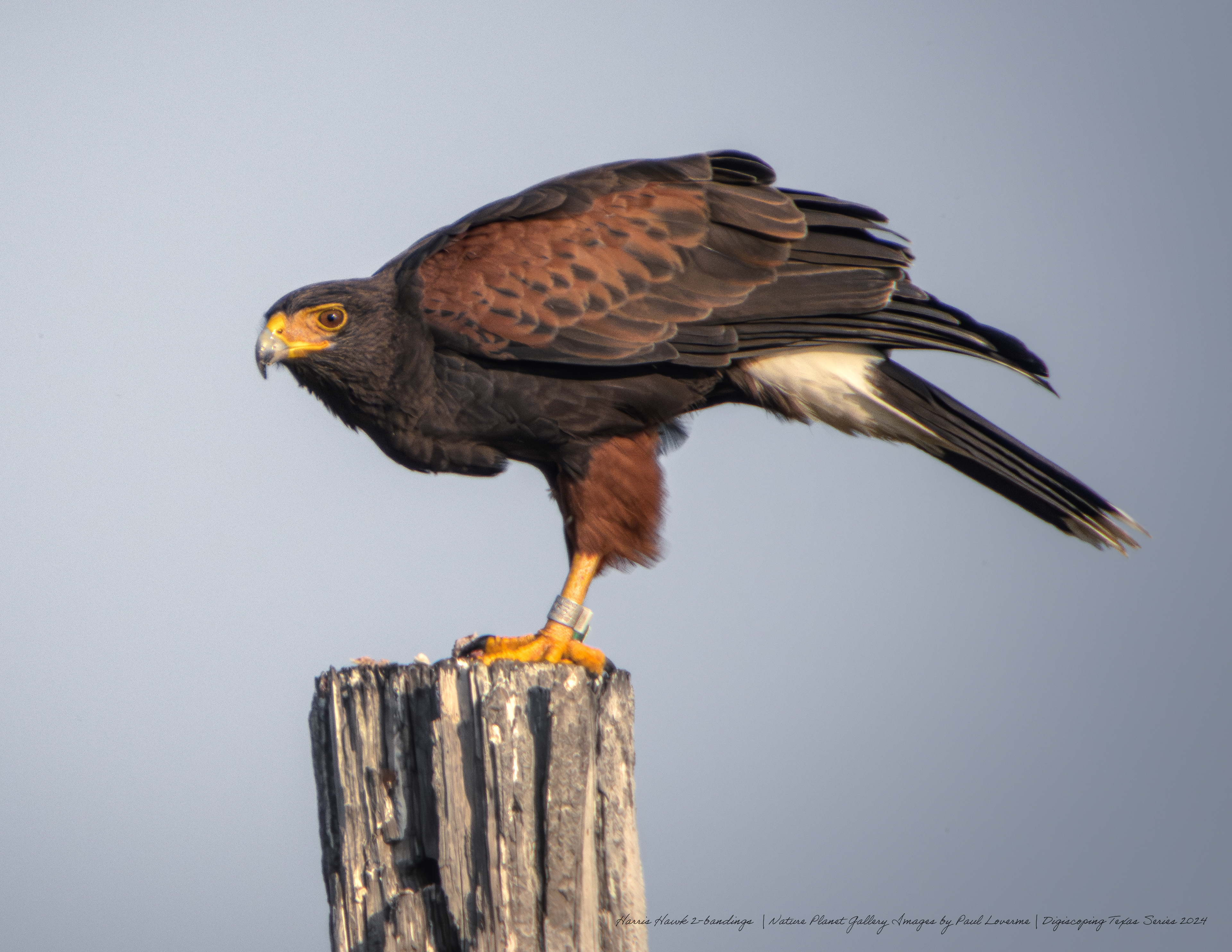 Nature Planet - Harris Hawk with 2-bandings