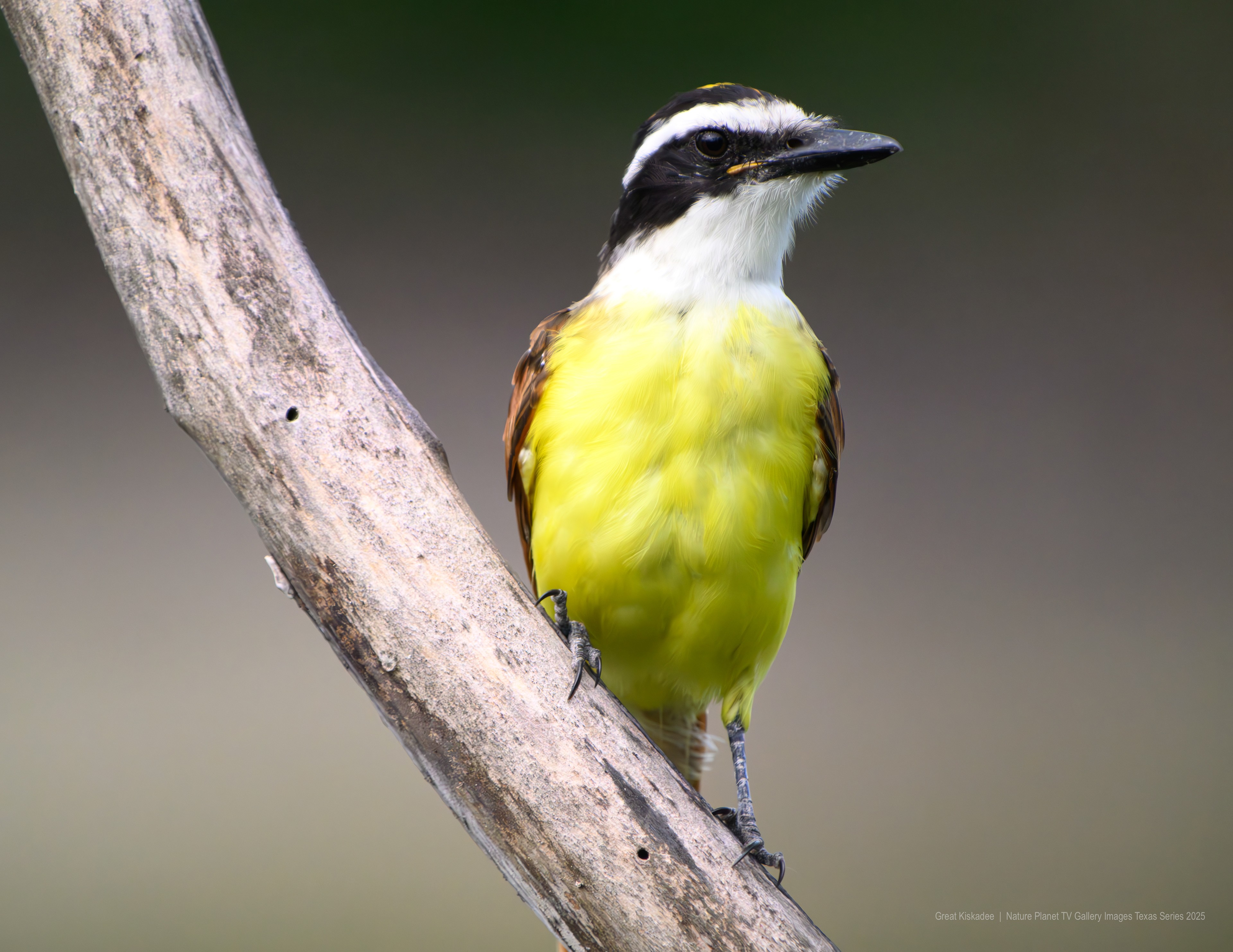 Great Kiskadee NPTV Images