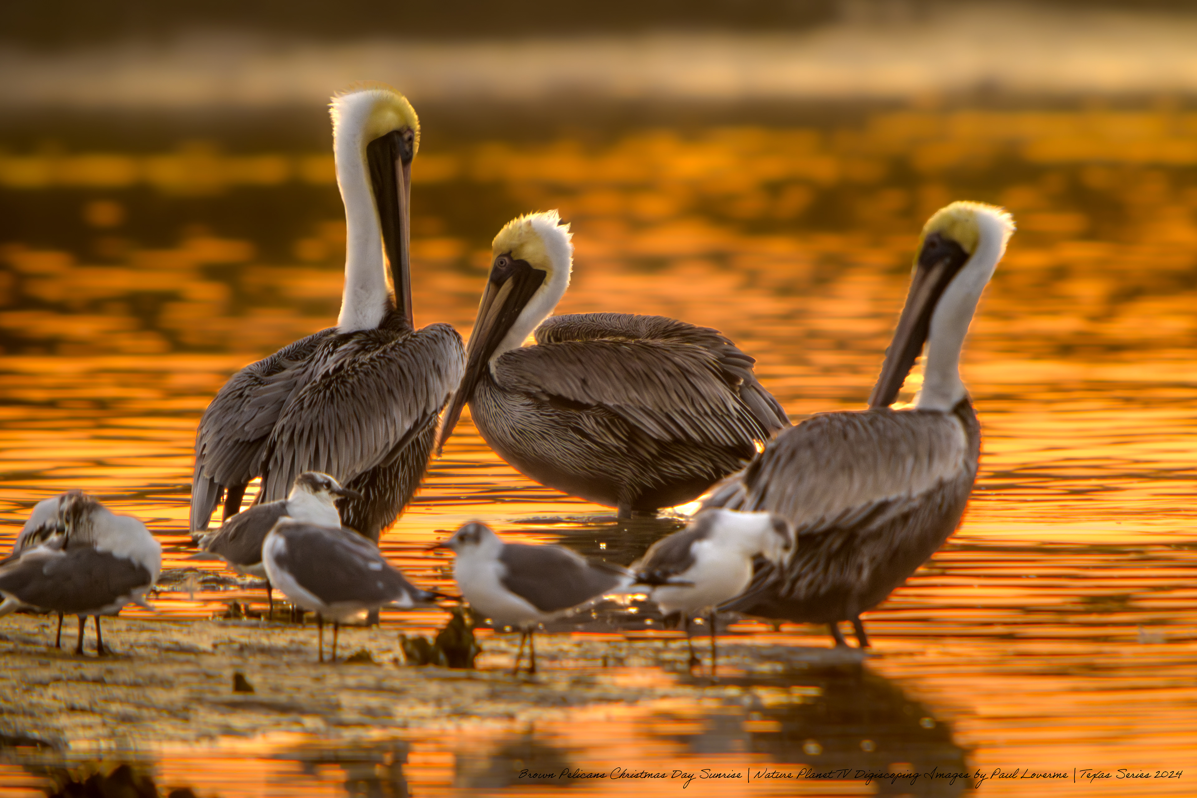 Nature Planet - Brown Pelicans