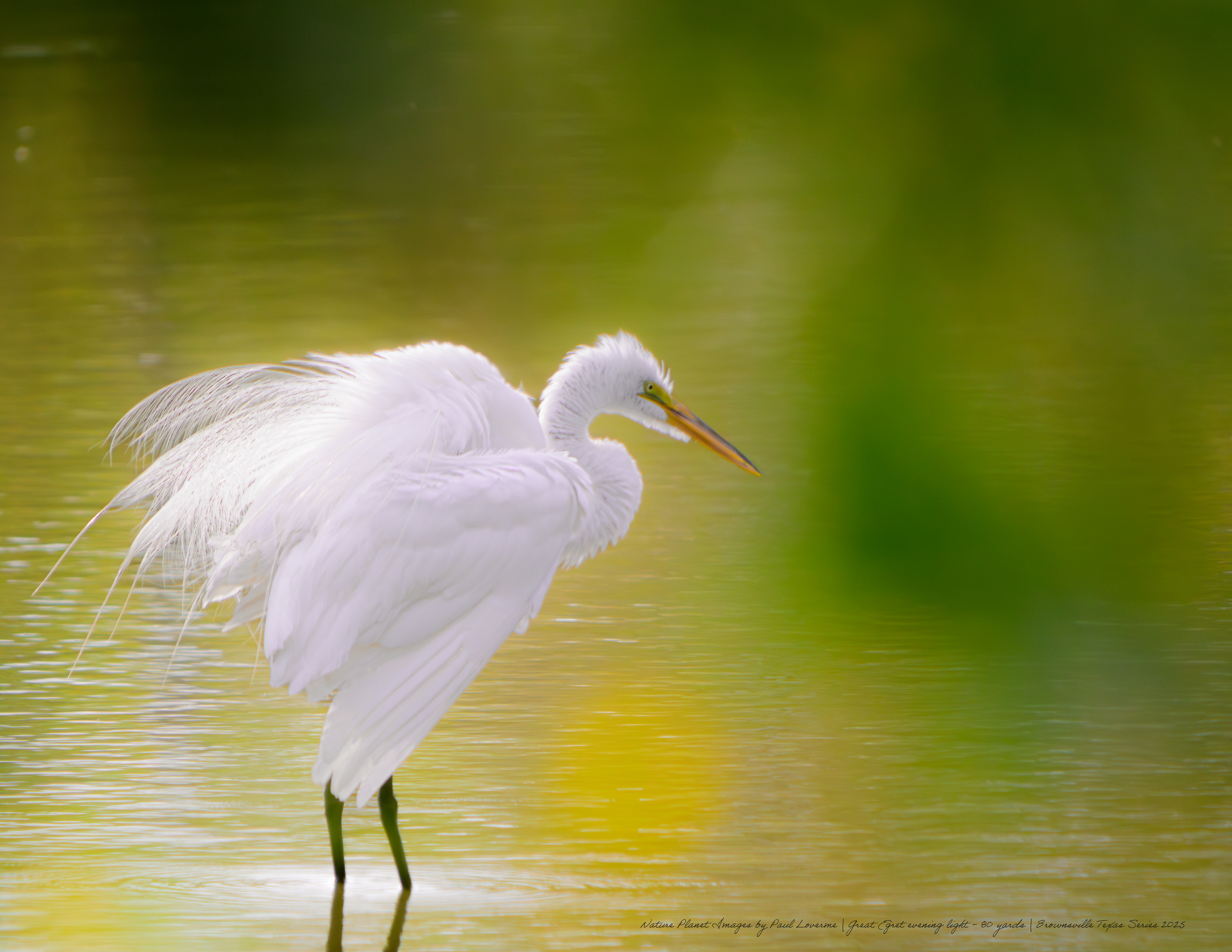 Great Egret sunset lighting NPTV Images