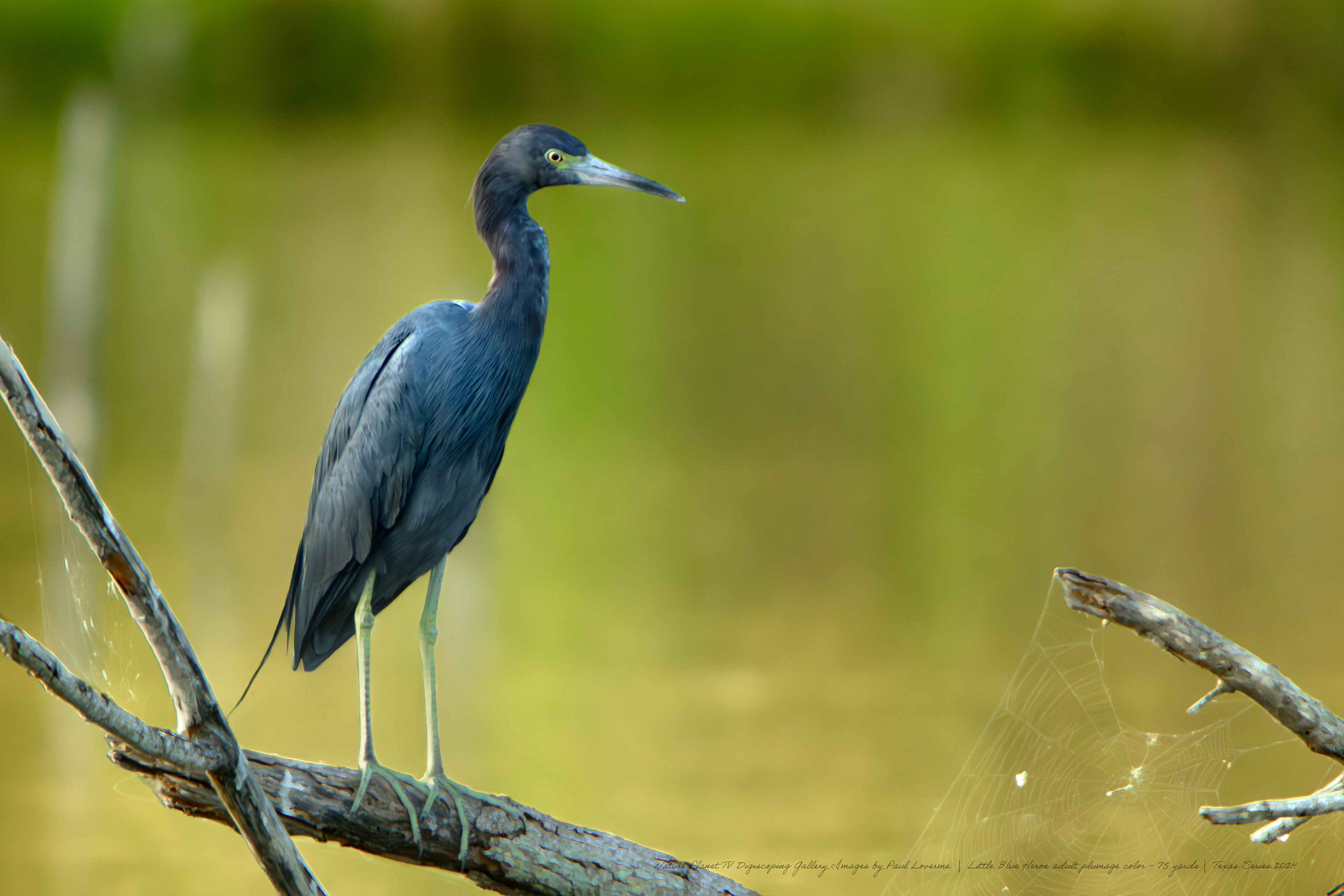 Nature Planet - Little Blue Heron adult plumage color