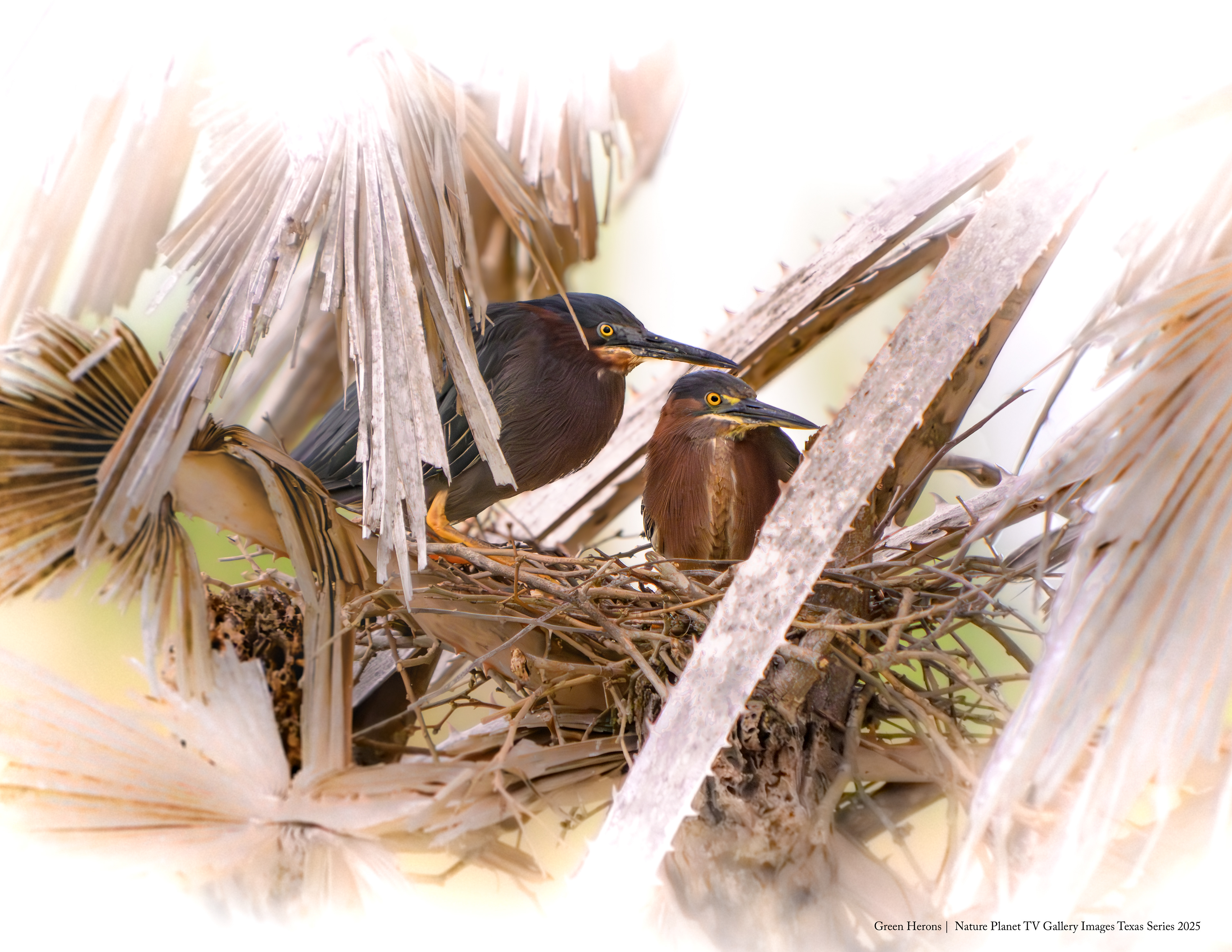 Green Heron nesting pair NPTV Images