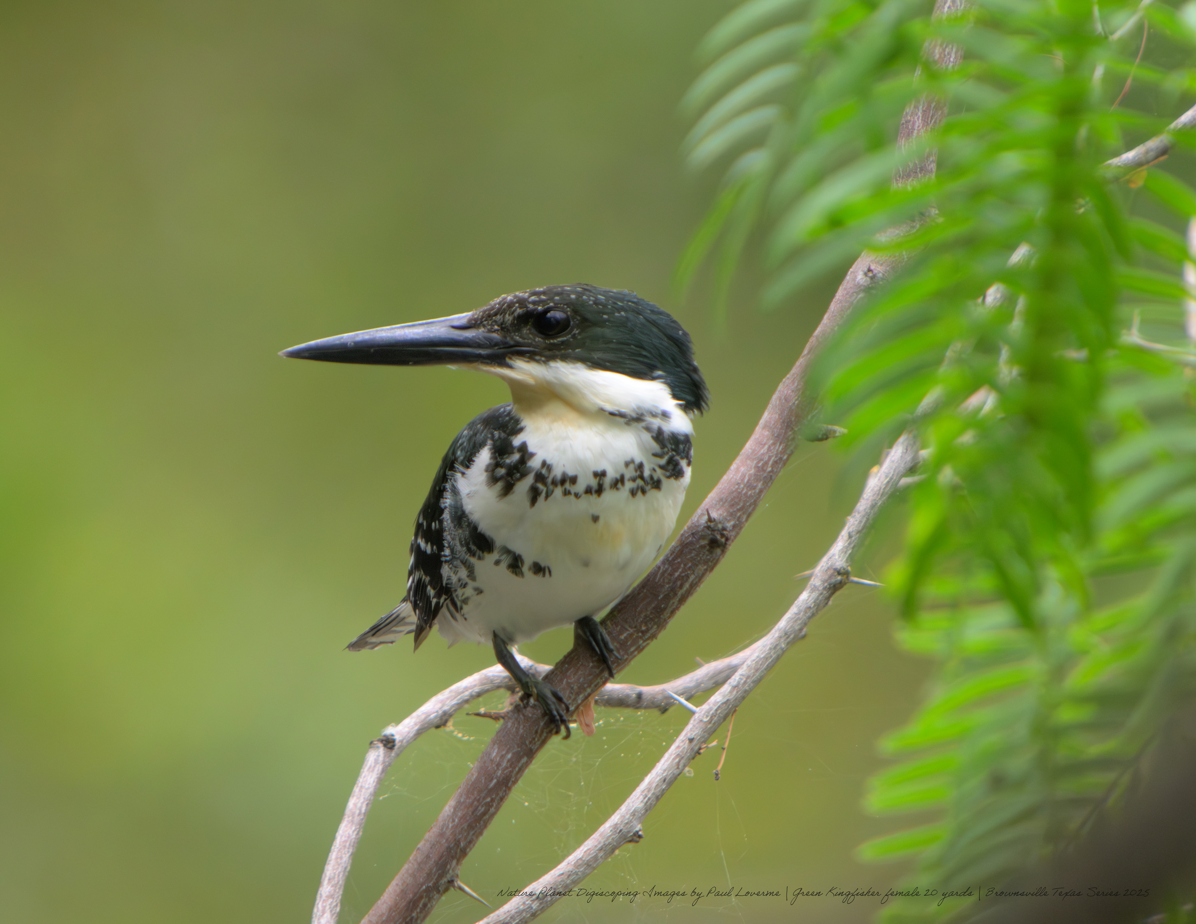 Green Kingfisher female NPTV images