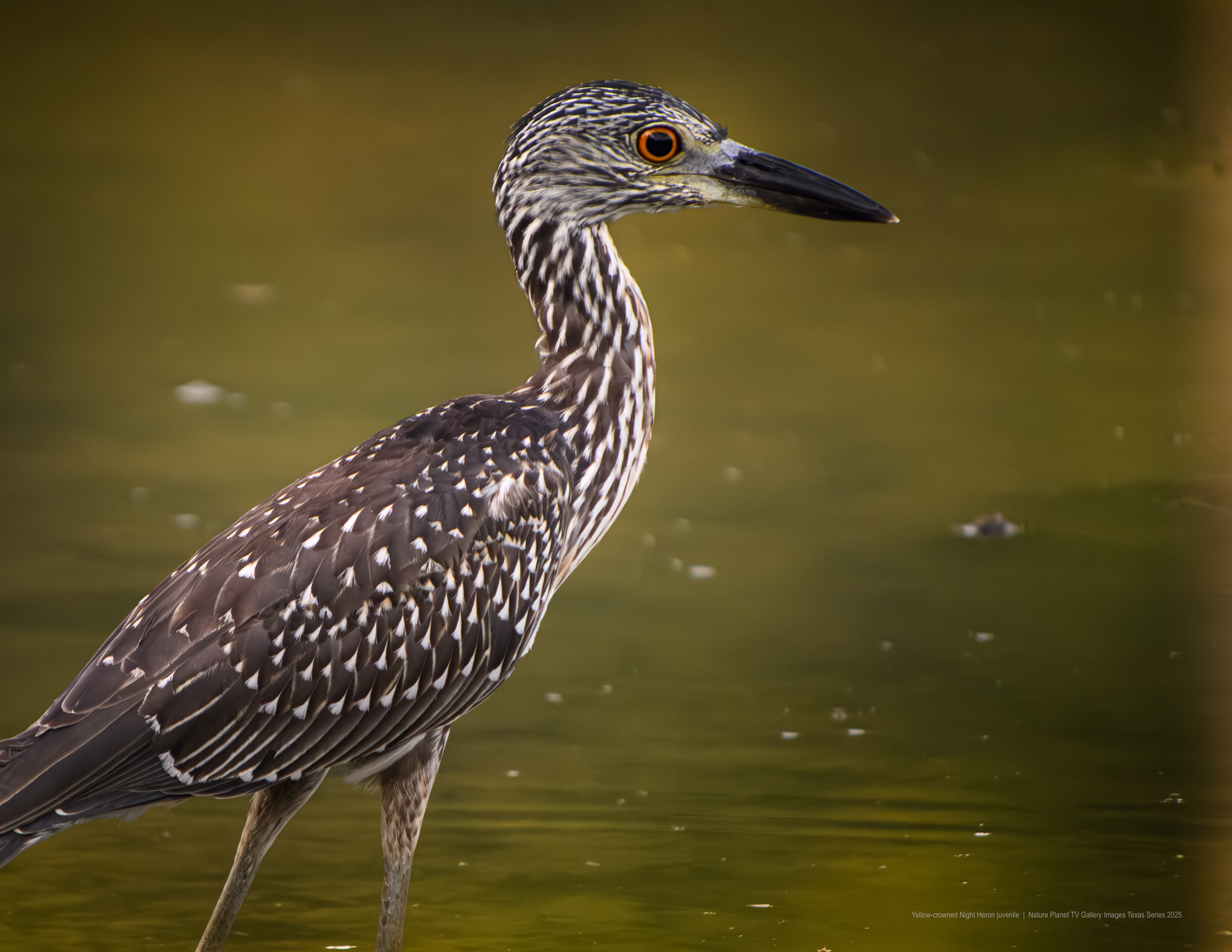 Yellow-crowned Night Heron juvenile NPTV Images